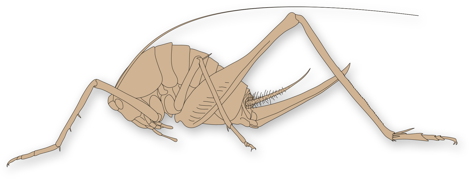 Løvgresshopper og sirisser: Rhaphidophoroidea.