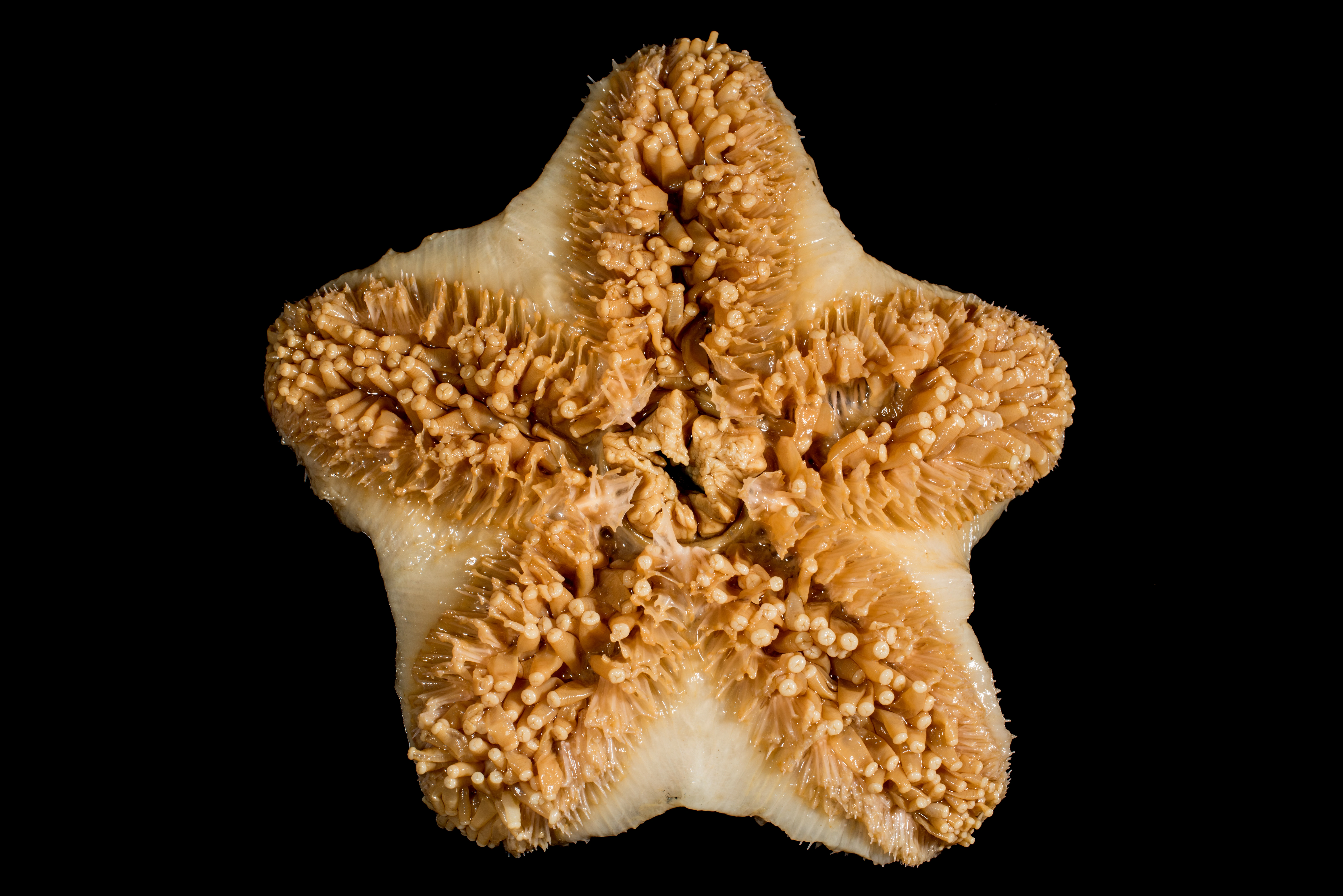 Pigghuder: Diplopteraster multipes.