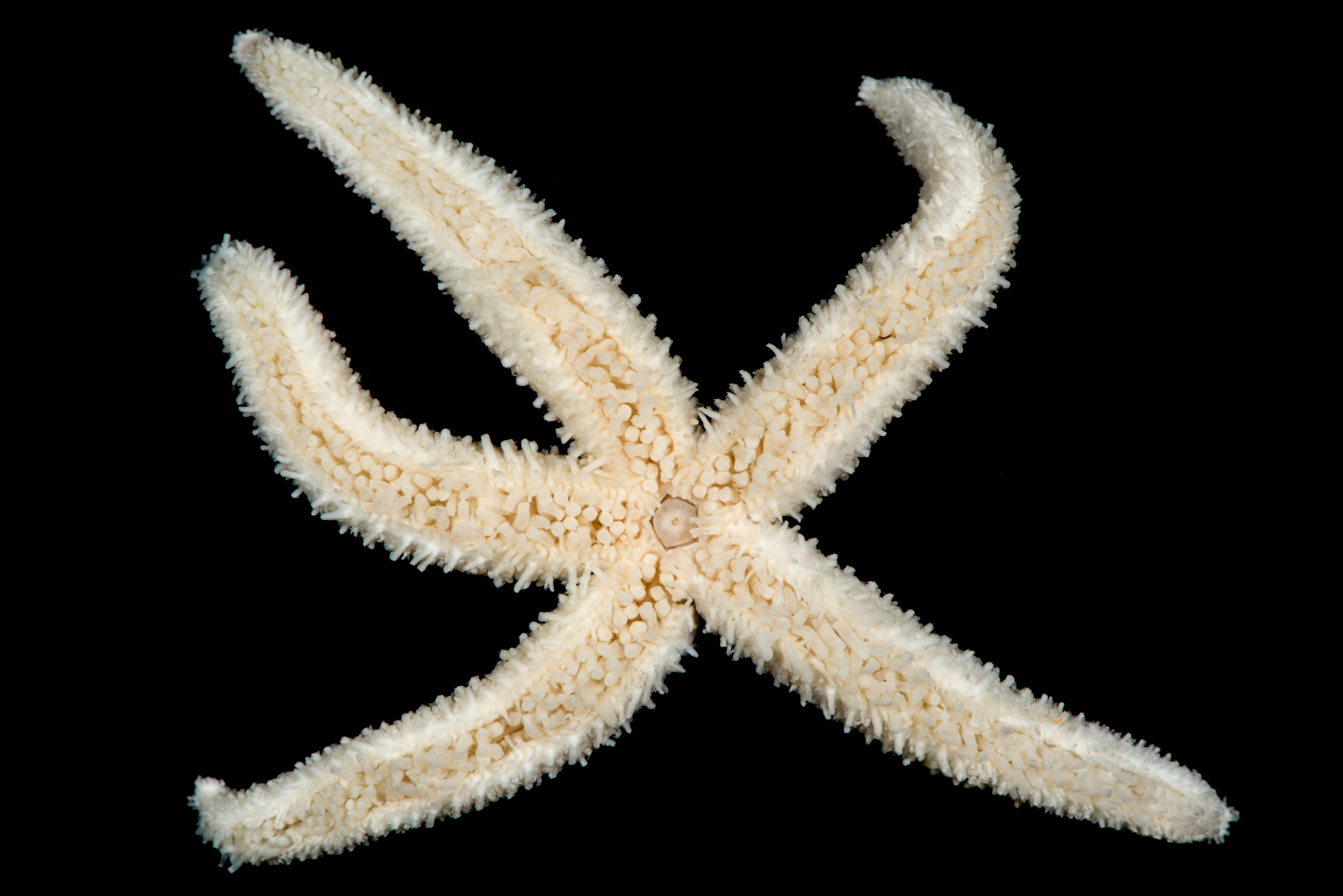 Pigghuder: Pedicellaster typicus.