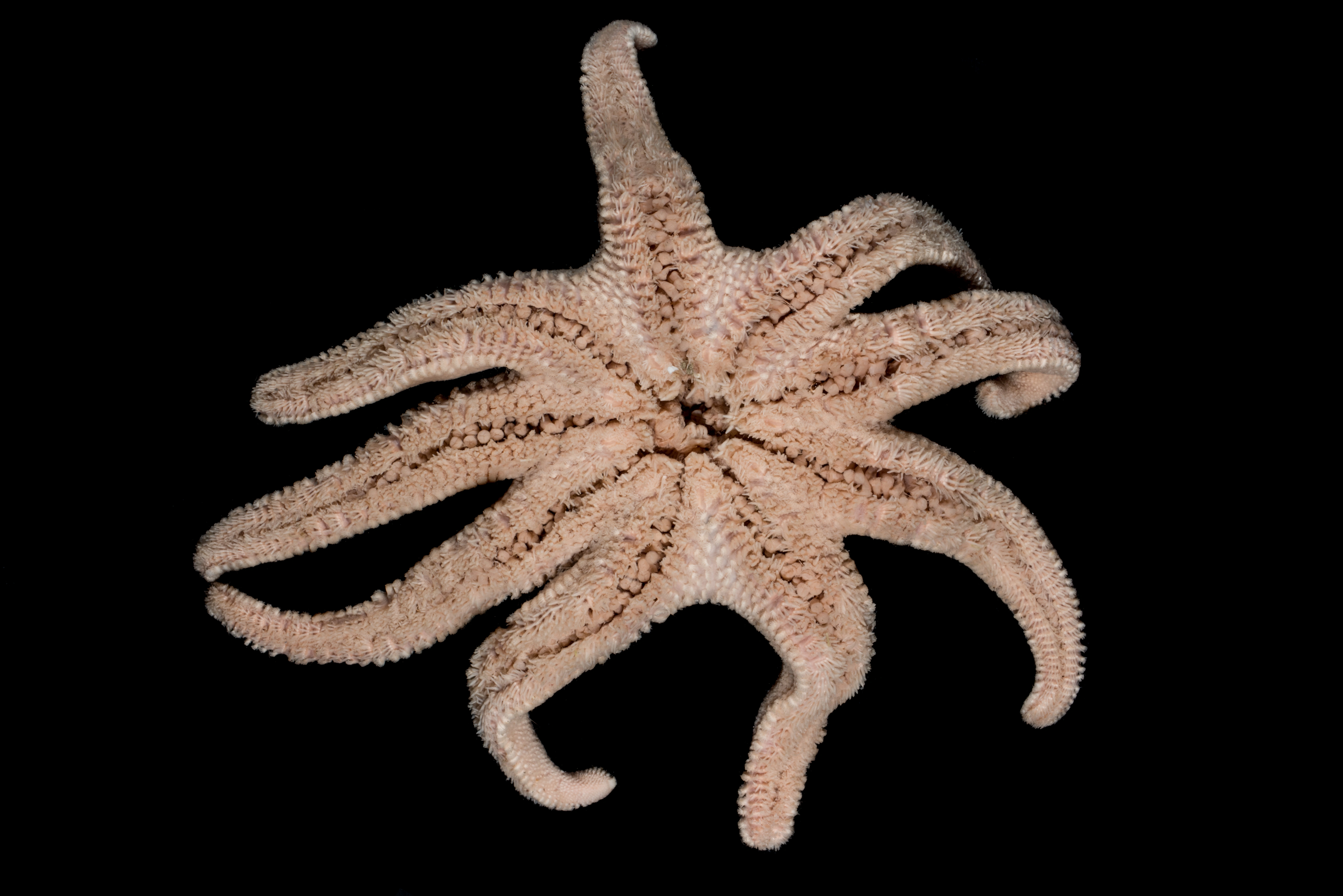 Pigghuder: Solaster syrtensis.