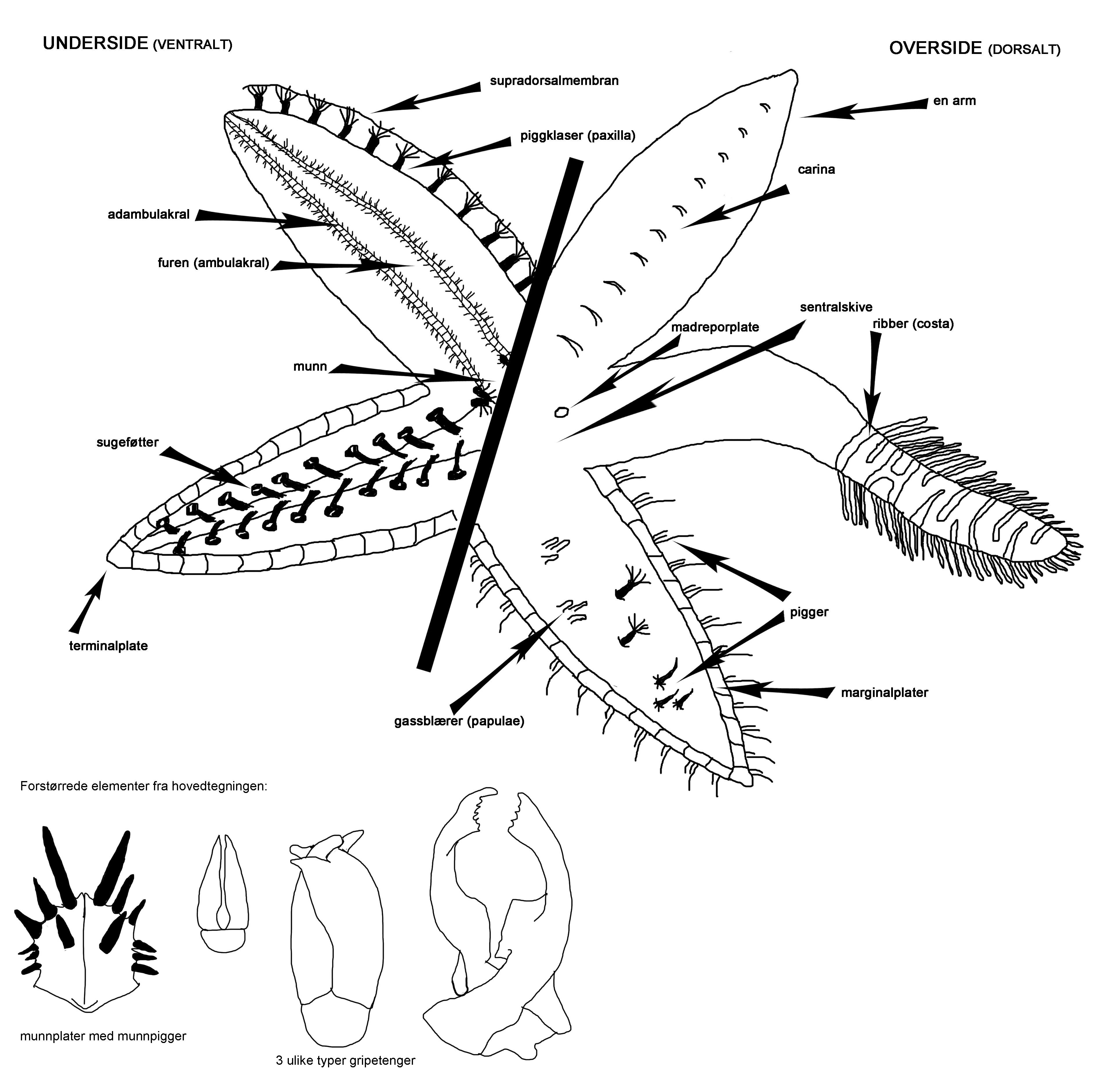 Dyreriket: Asteroidea.