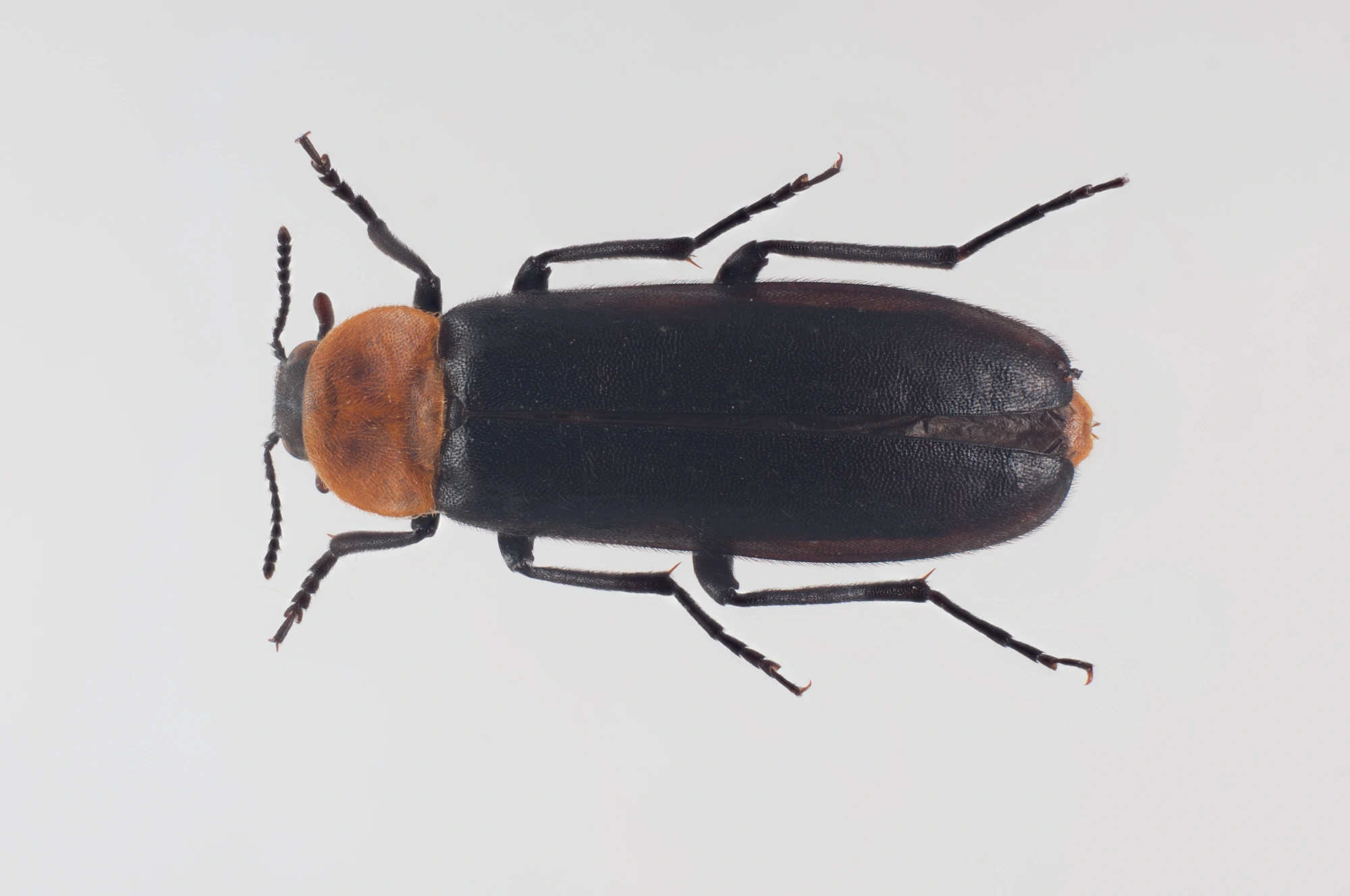 Vedborere: Phryganophilus ruficollis.