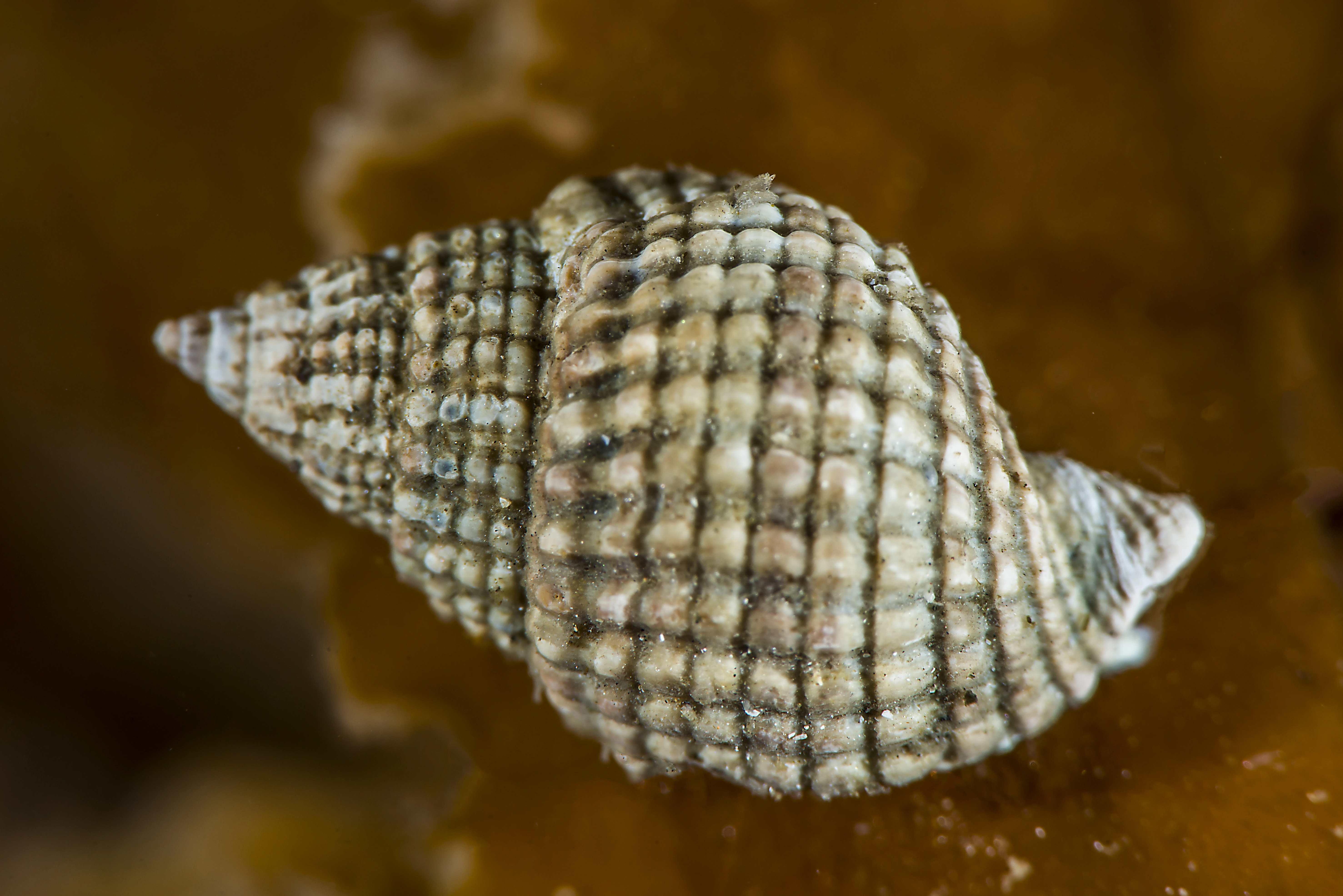 Nysnegler: Nassarius reticulatus.