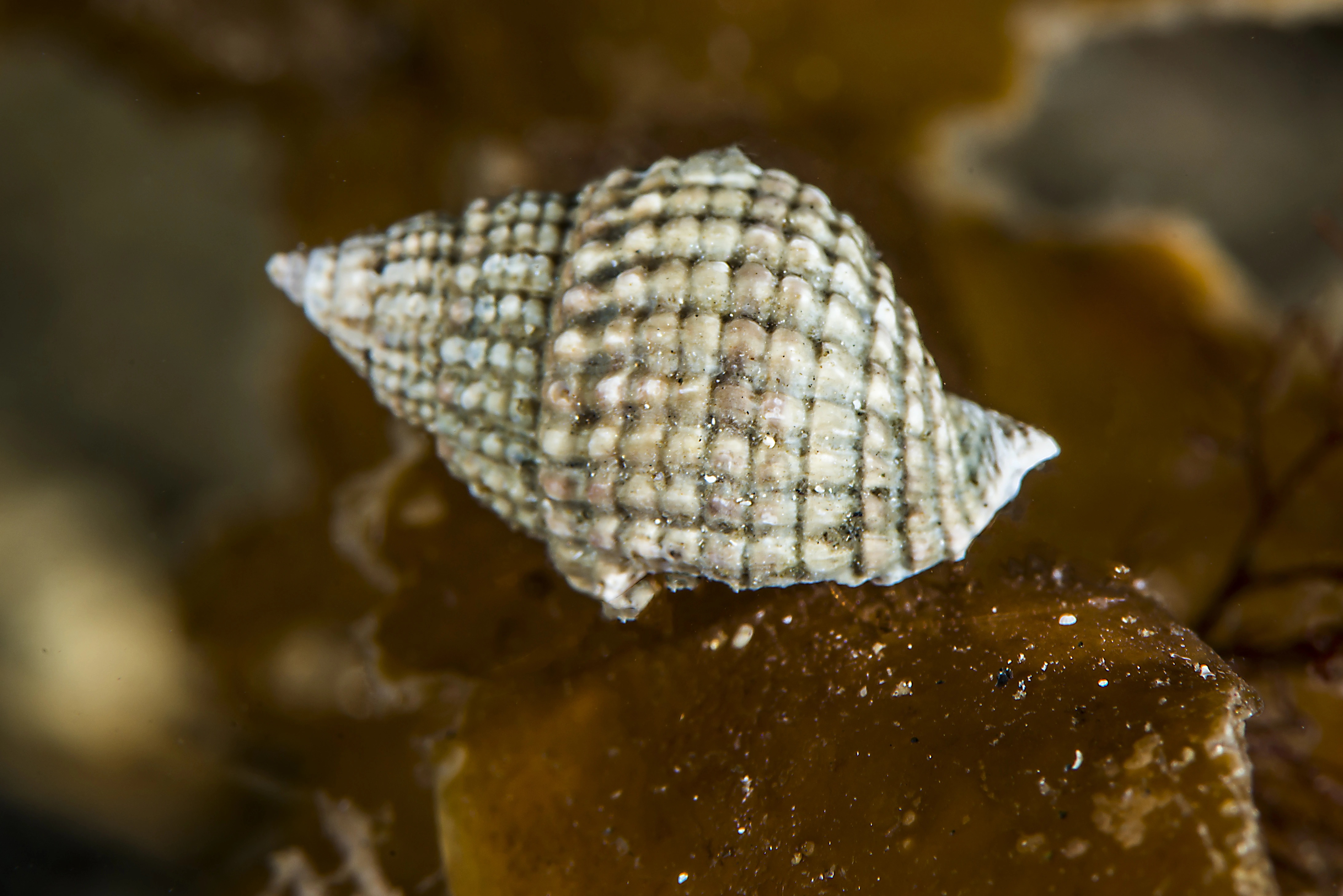 Nysnegler: Nassarius reticulatus.