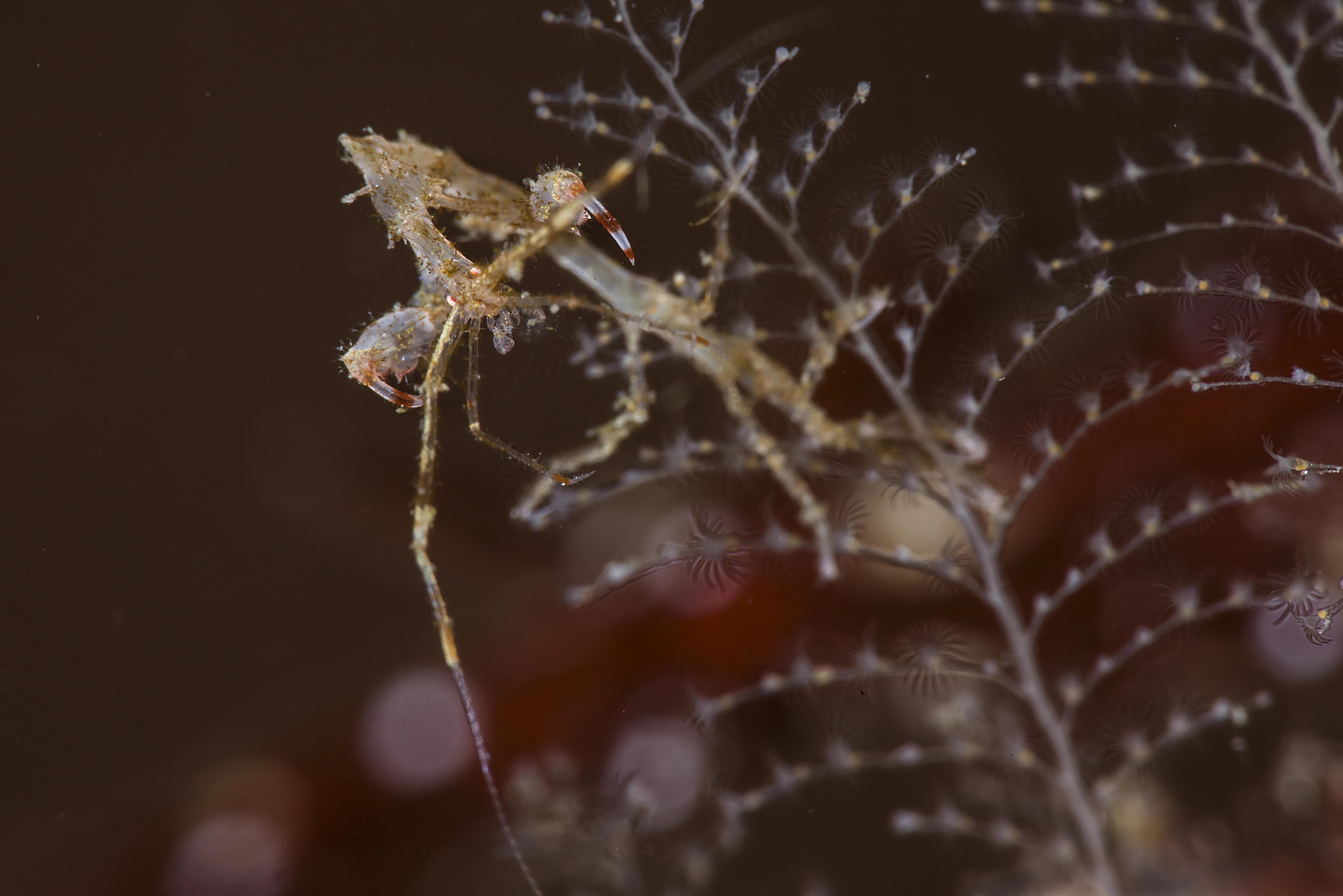 Storkrepser: Caprella mutica.