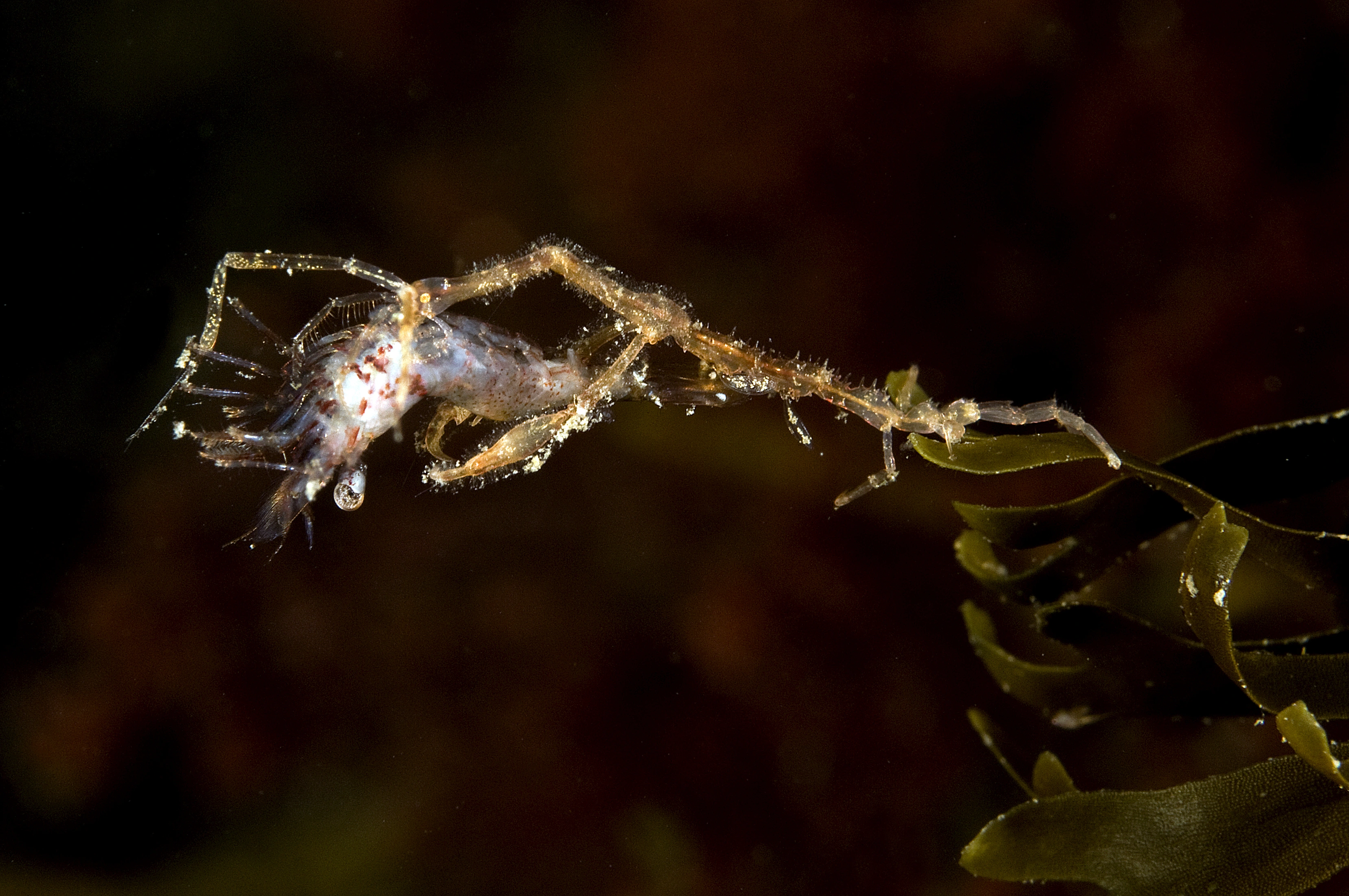 Storkrepser: Caprella mutica.