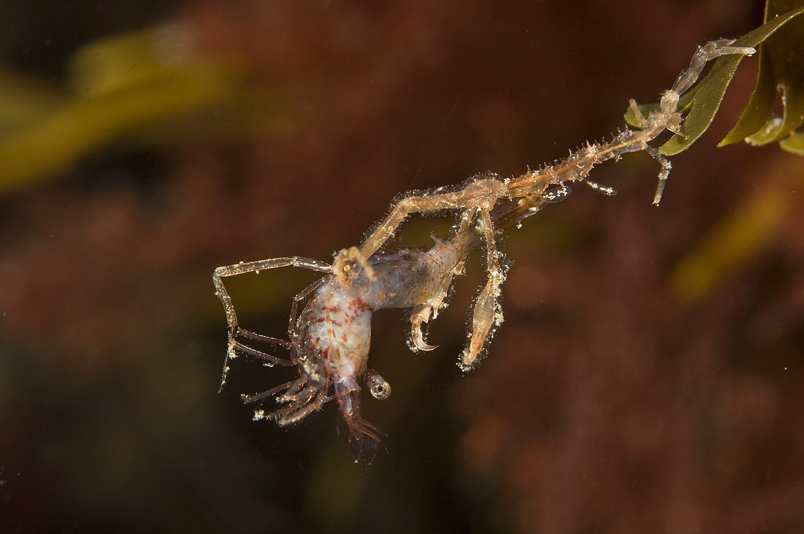 Storkrepser: Caprella mutica.