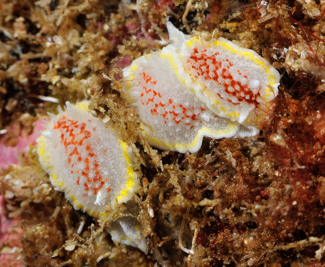 Nakensnegler: Diaphorodoris luteocincta.