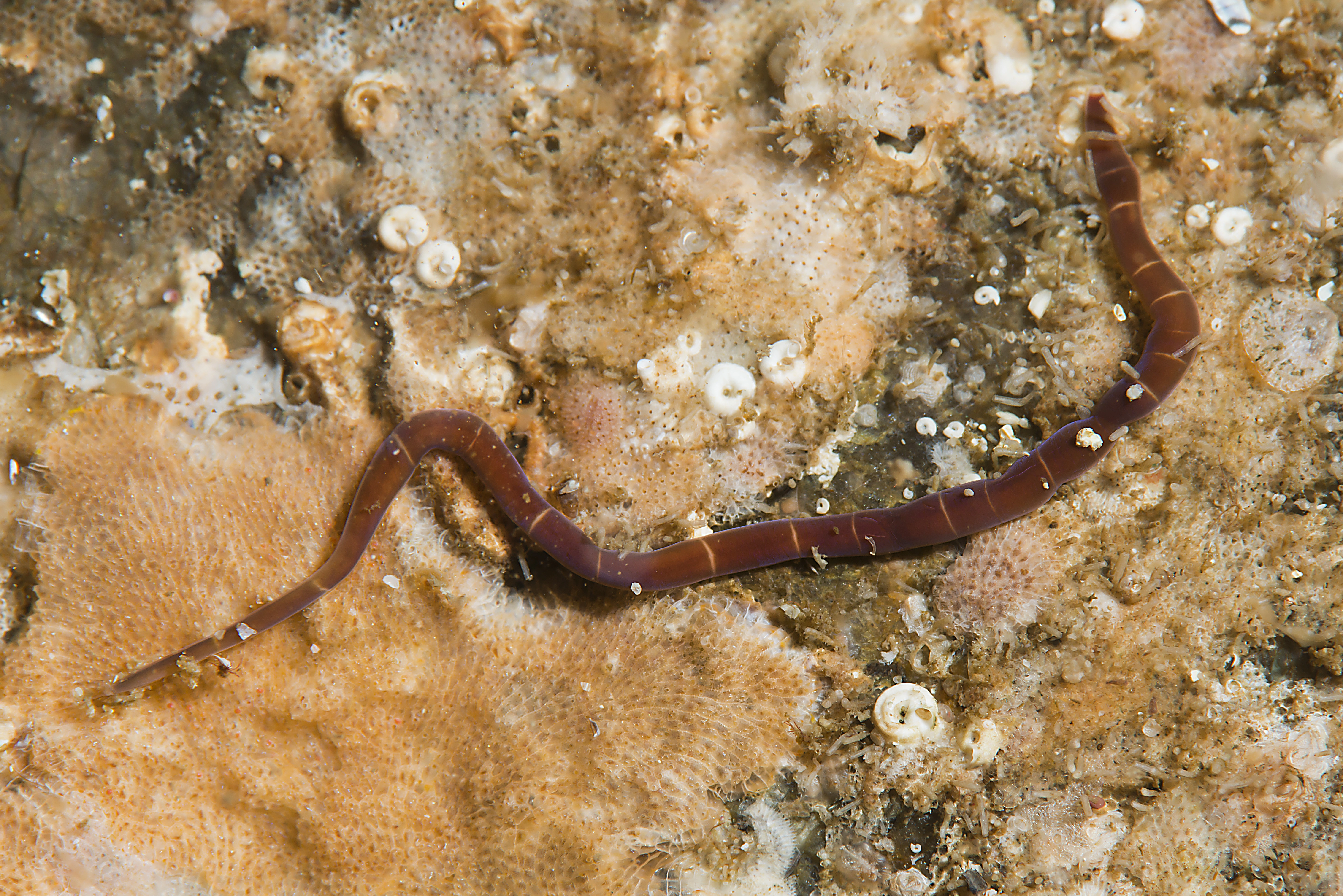 Slimormer: Micrura fasciolata.