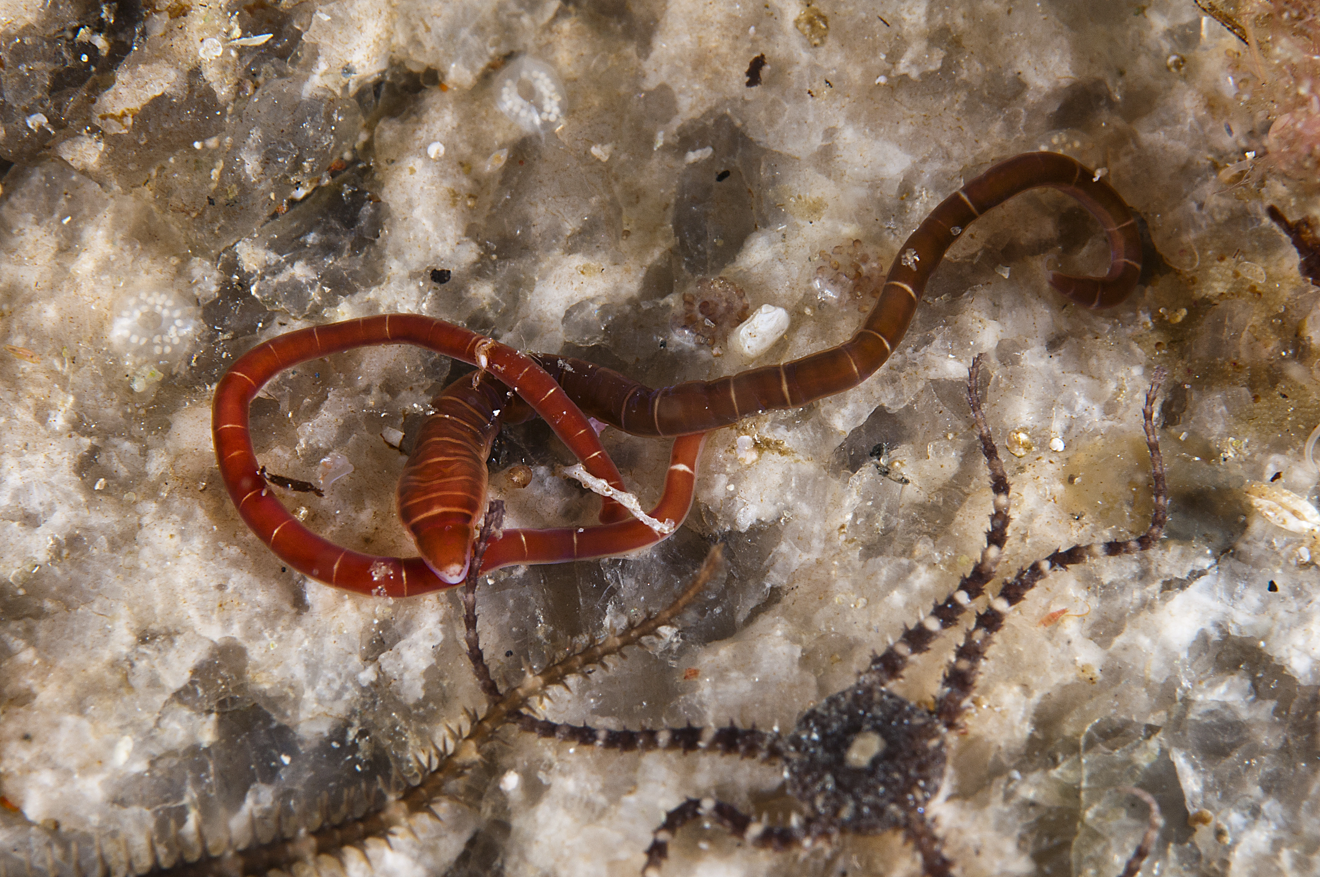 Slimormer: Micrura fasciolata.