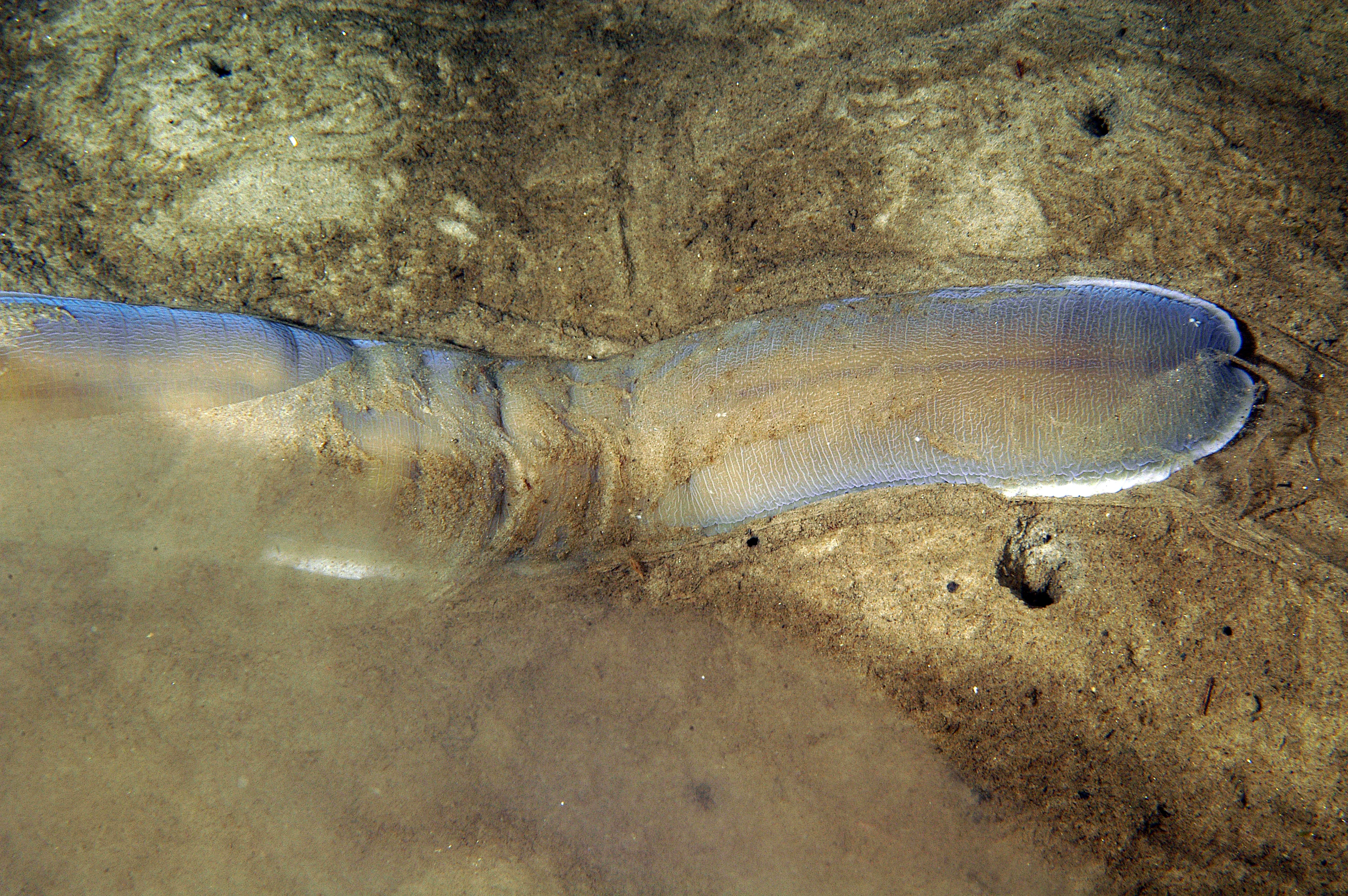 Slimormer: Cerebratulus marginatus.