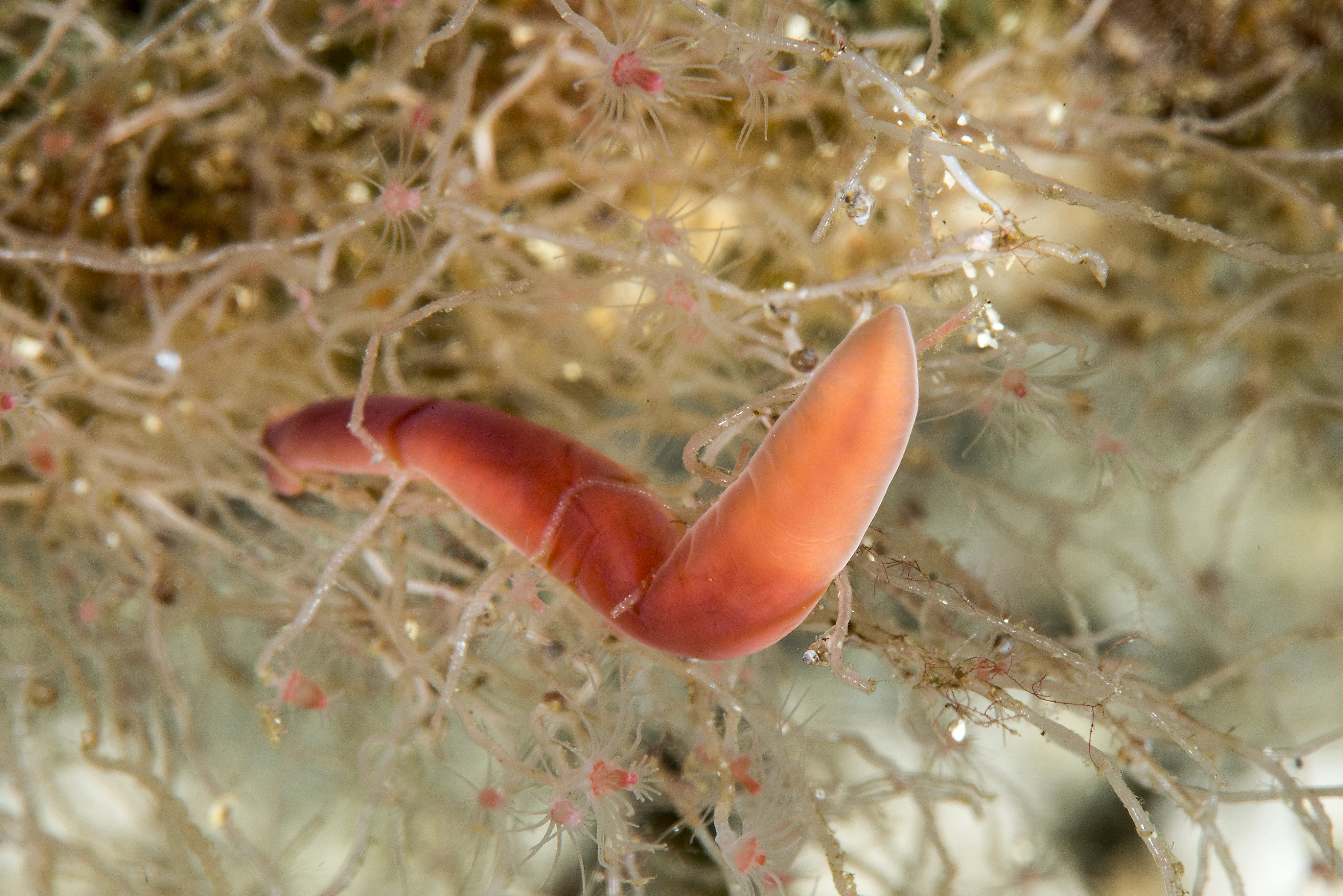 Slimormer: Nipponnemertes pulchra.