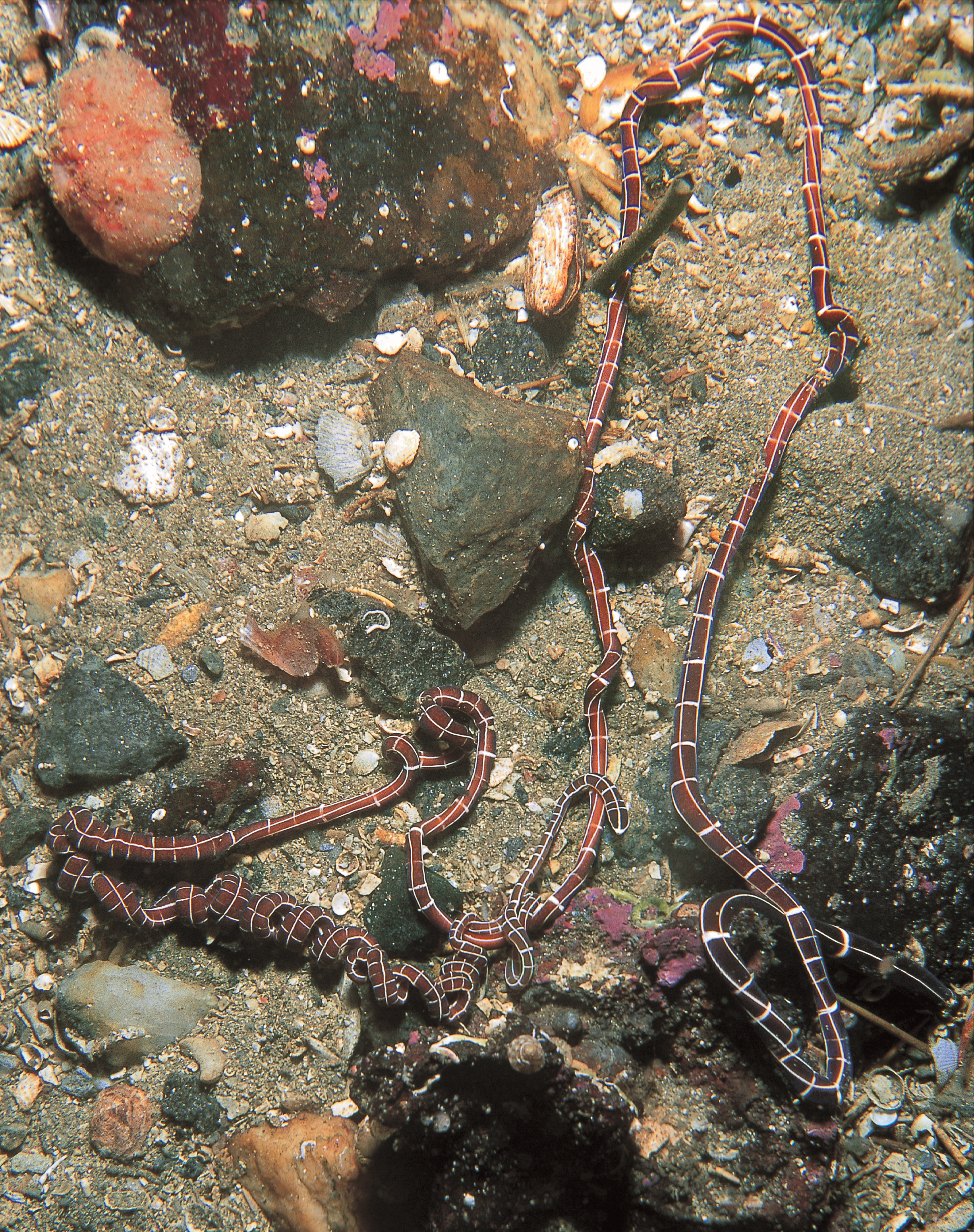 Slimormer: Tubulanus annulatus.