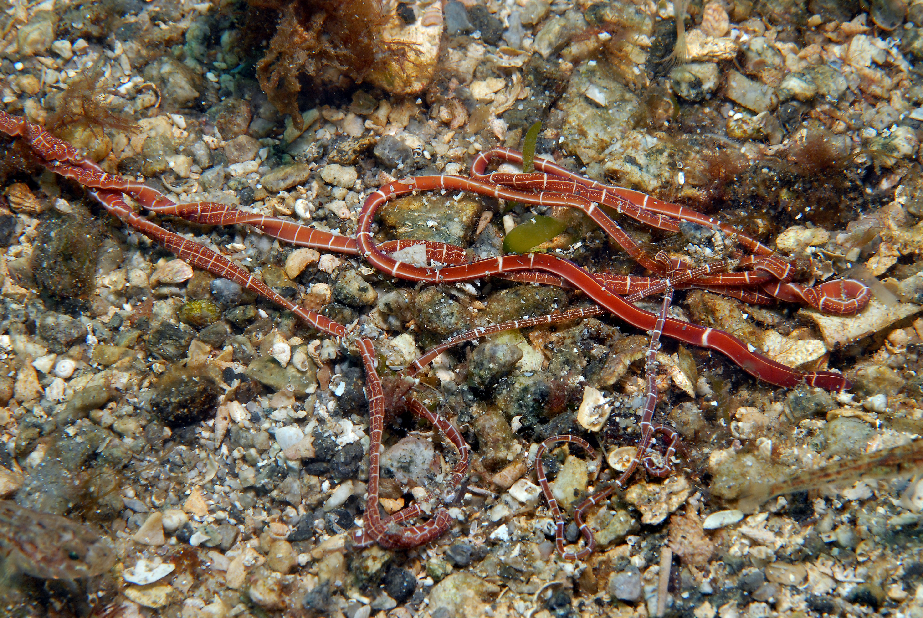 Slimormer: Tubulanus annulatus.