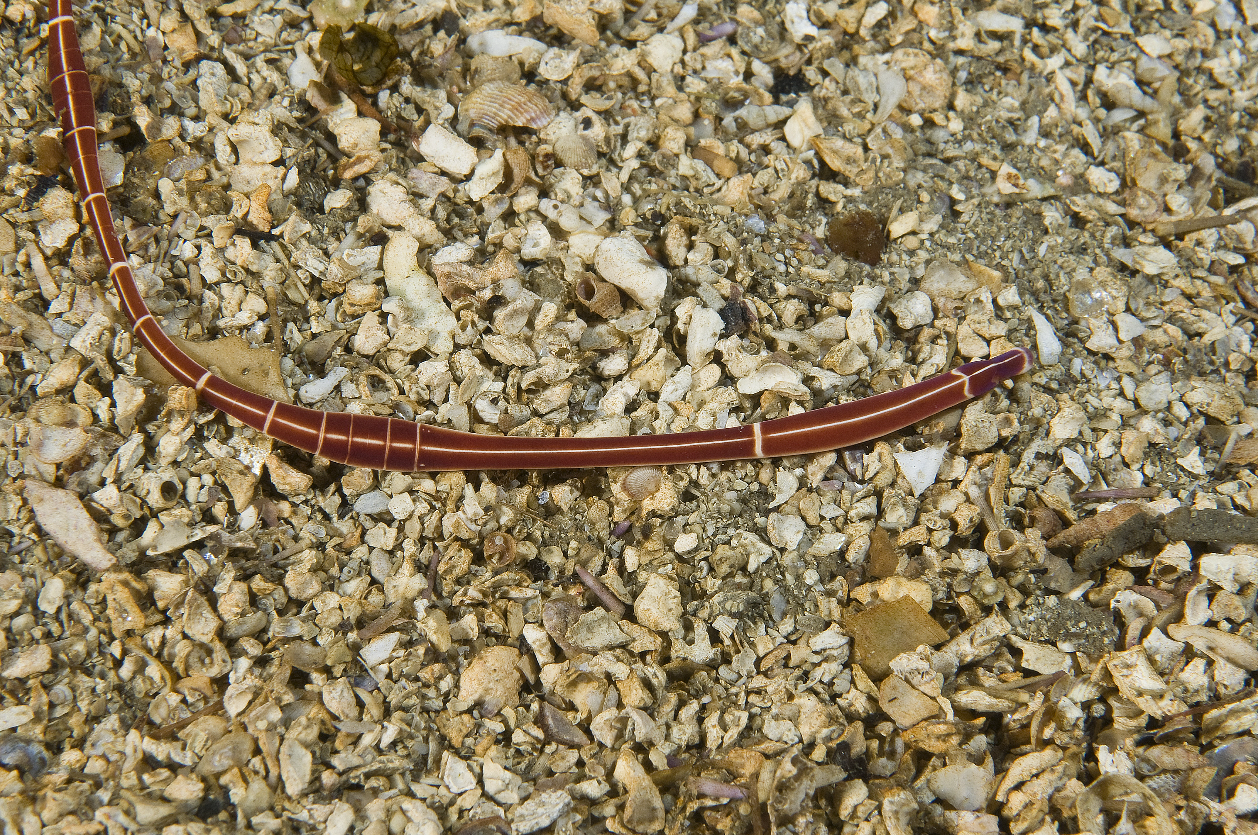 Slimormer: Tubulanus annulatus.