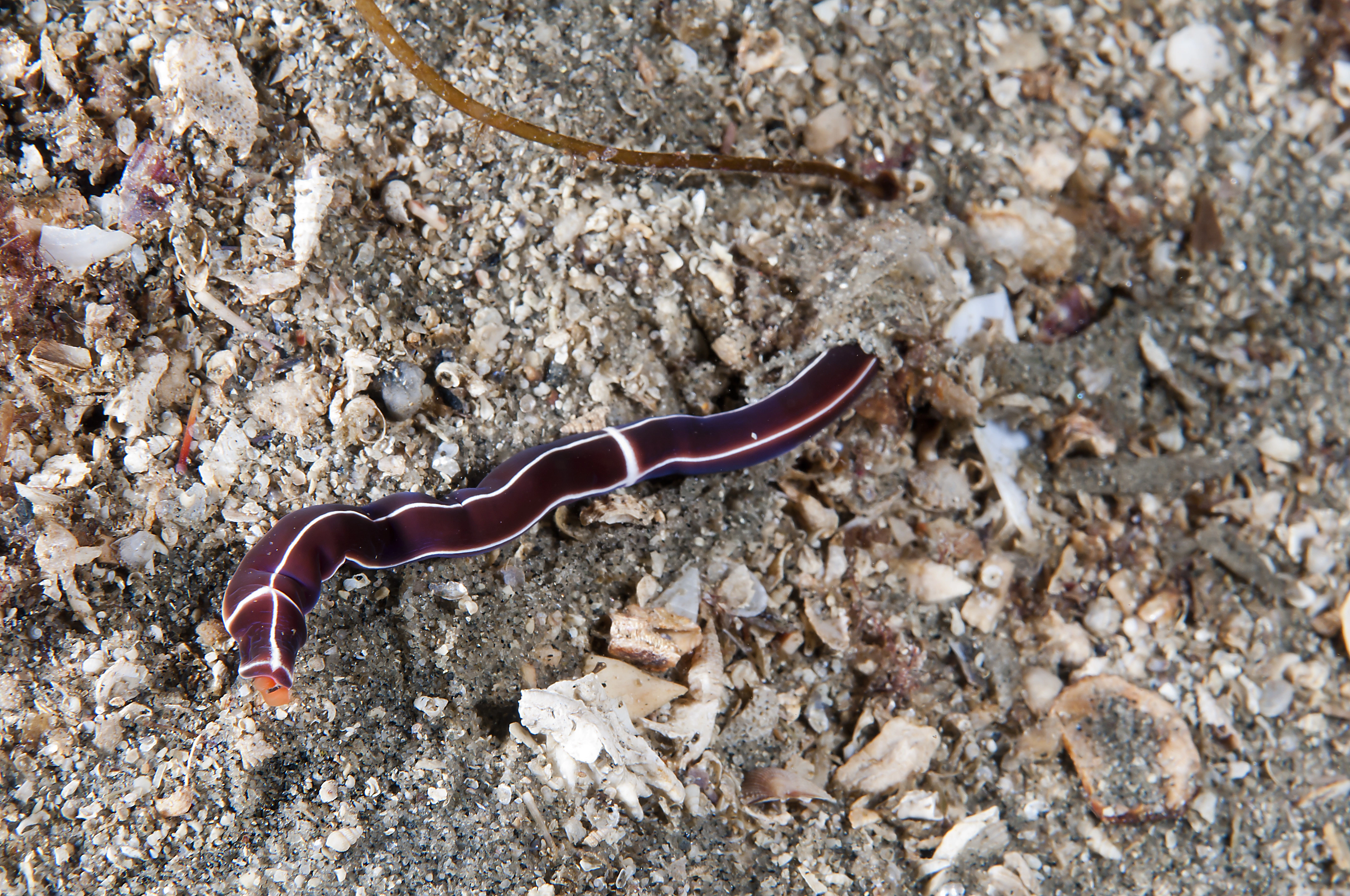 Slimormer: Tubulanus superbus.