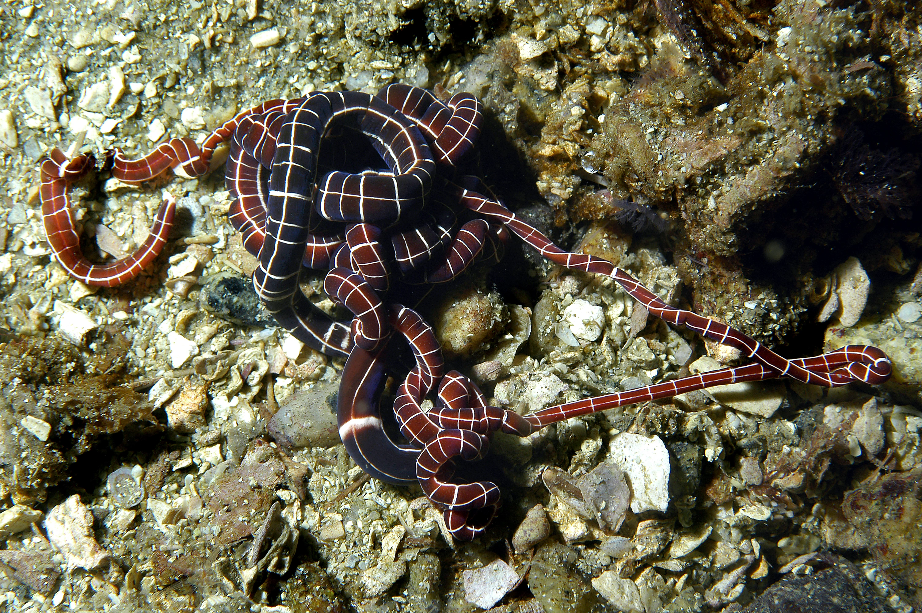 Slimormer: Tubulanus superbus.