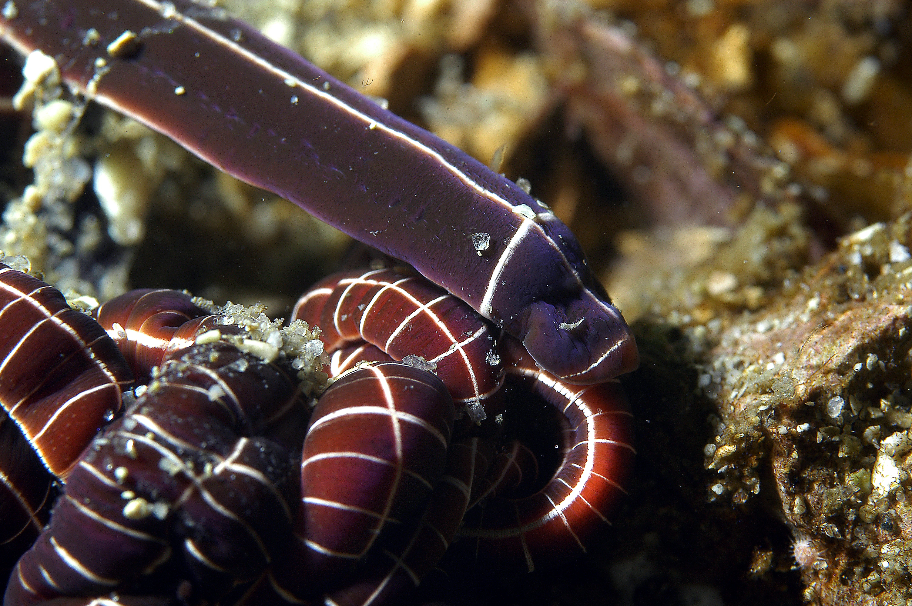 Slimormer: Tubulanus superbus.