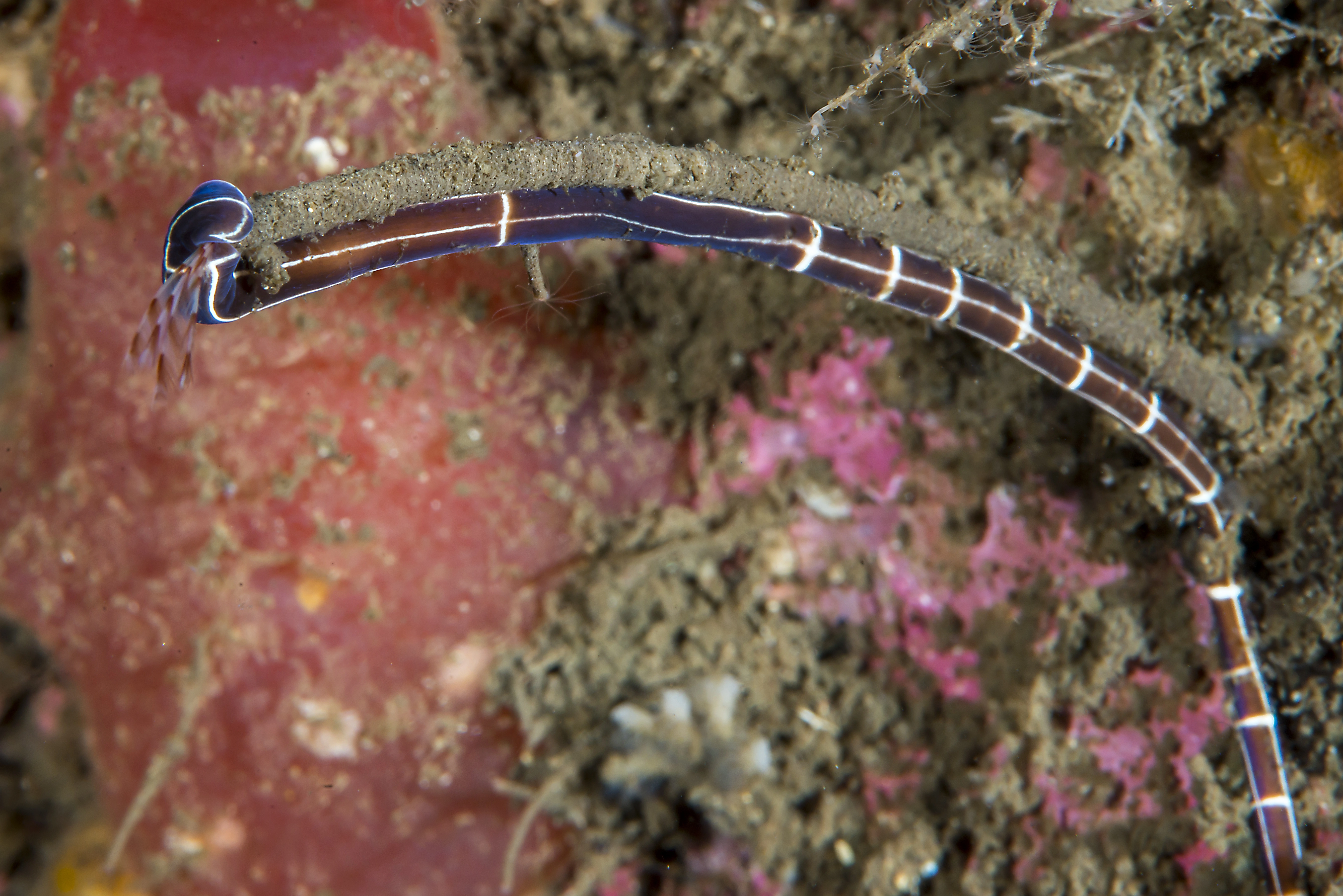 Slimormer: Tubulanus superbus.