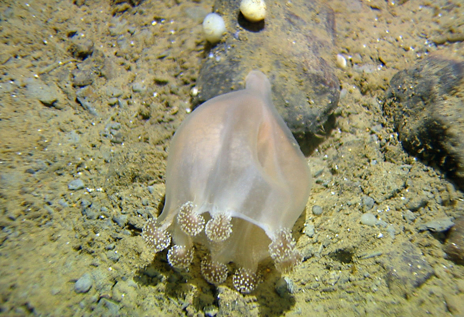 Stilkmaneter: Lucernaria bathyphila.