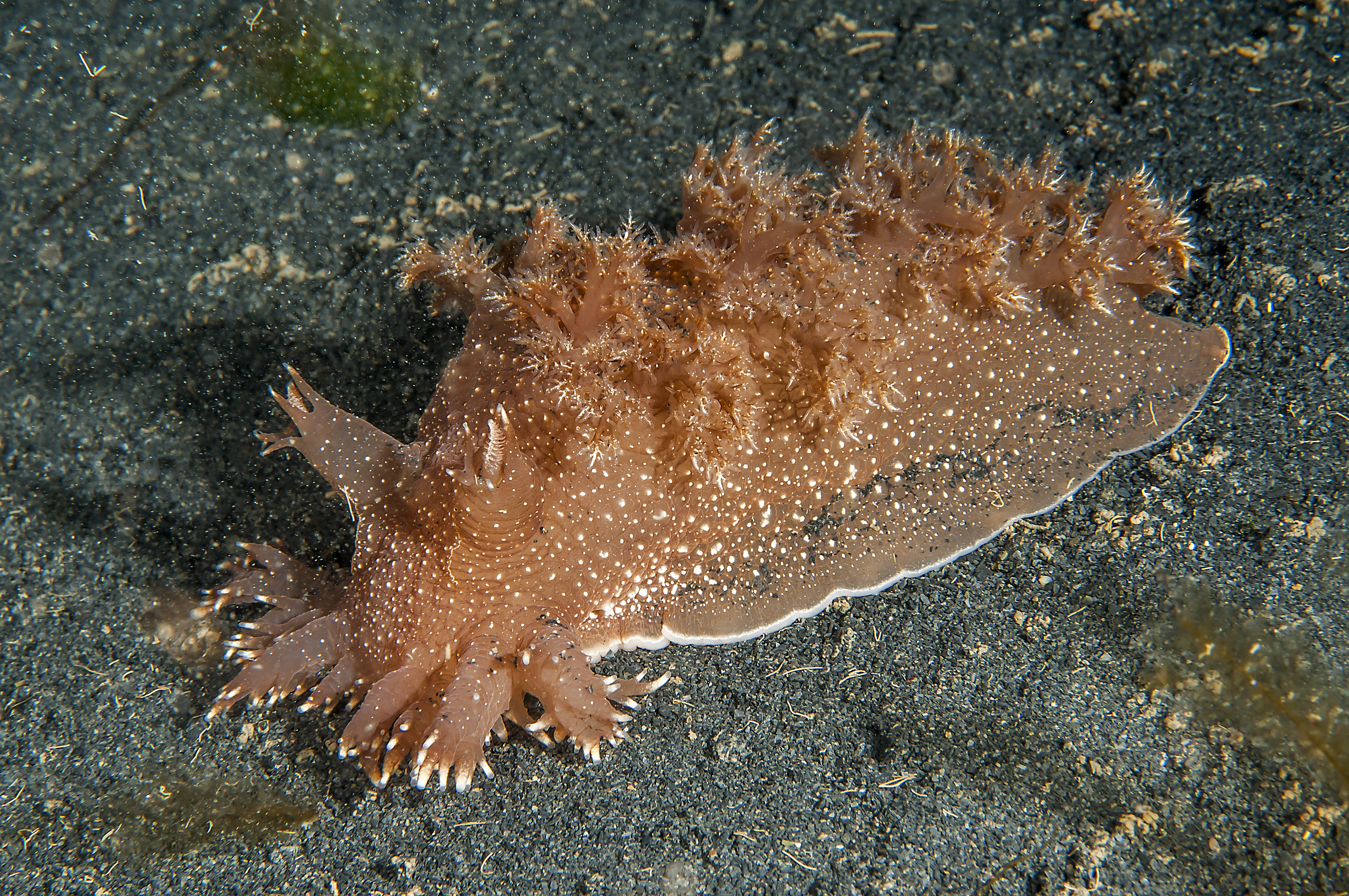 Nakensnegler: Dendronotus robustus.