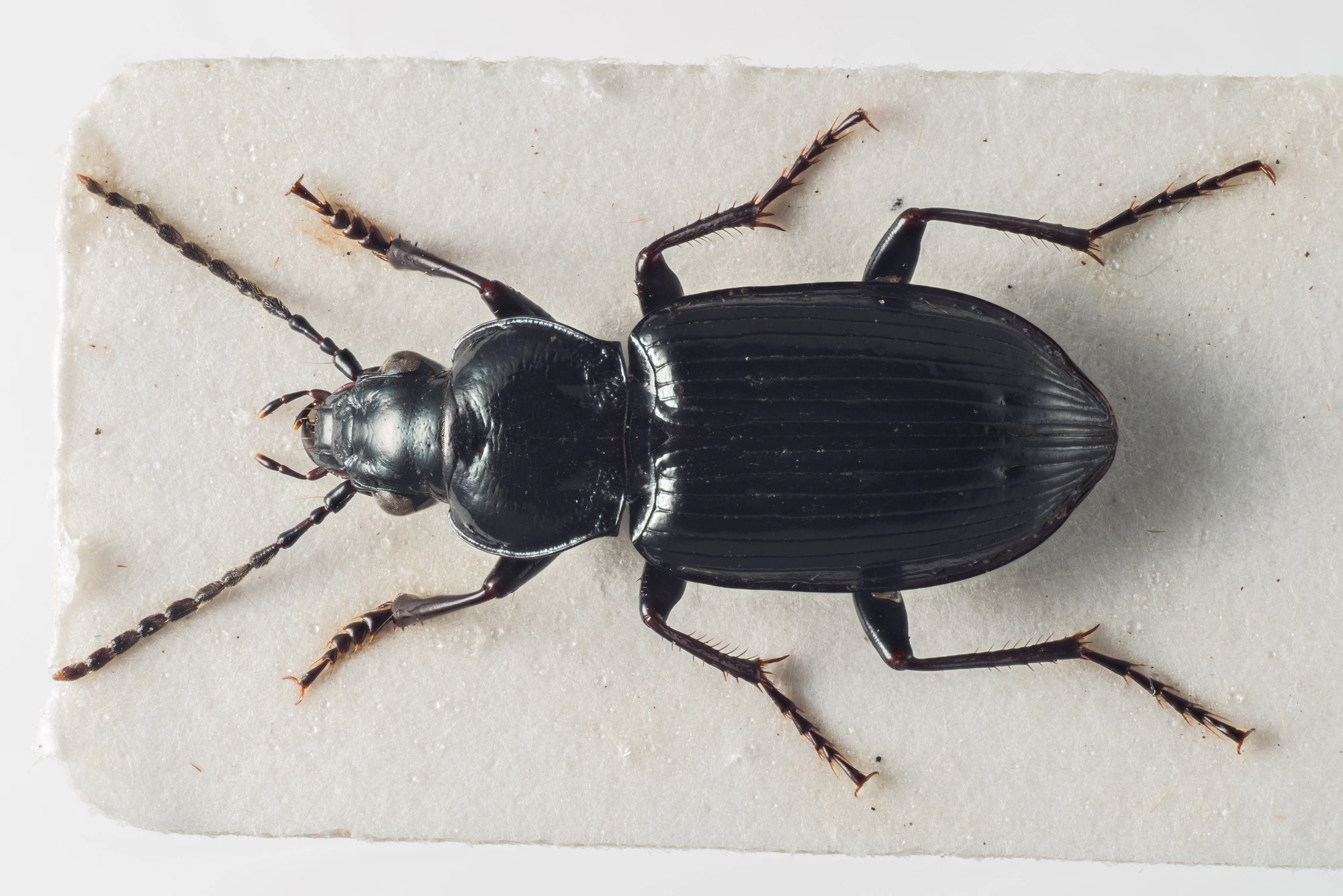 Løpebiller: Pterostichus quadrifoveolatus.