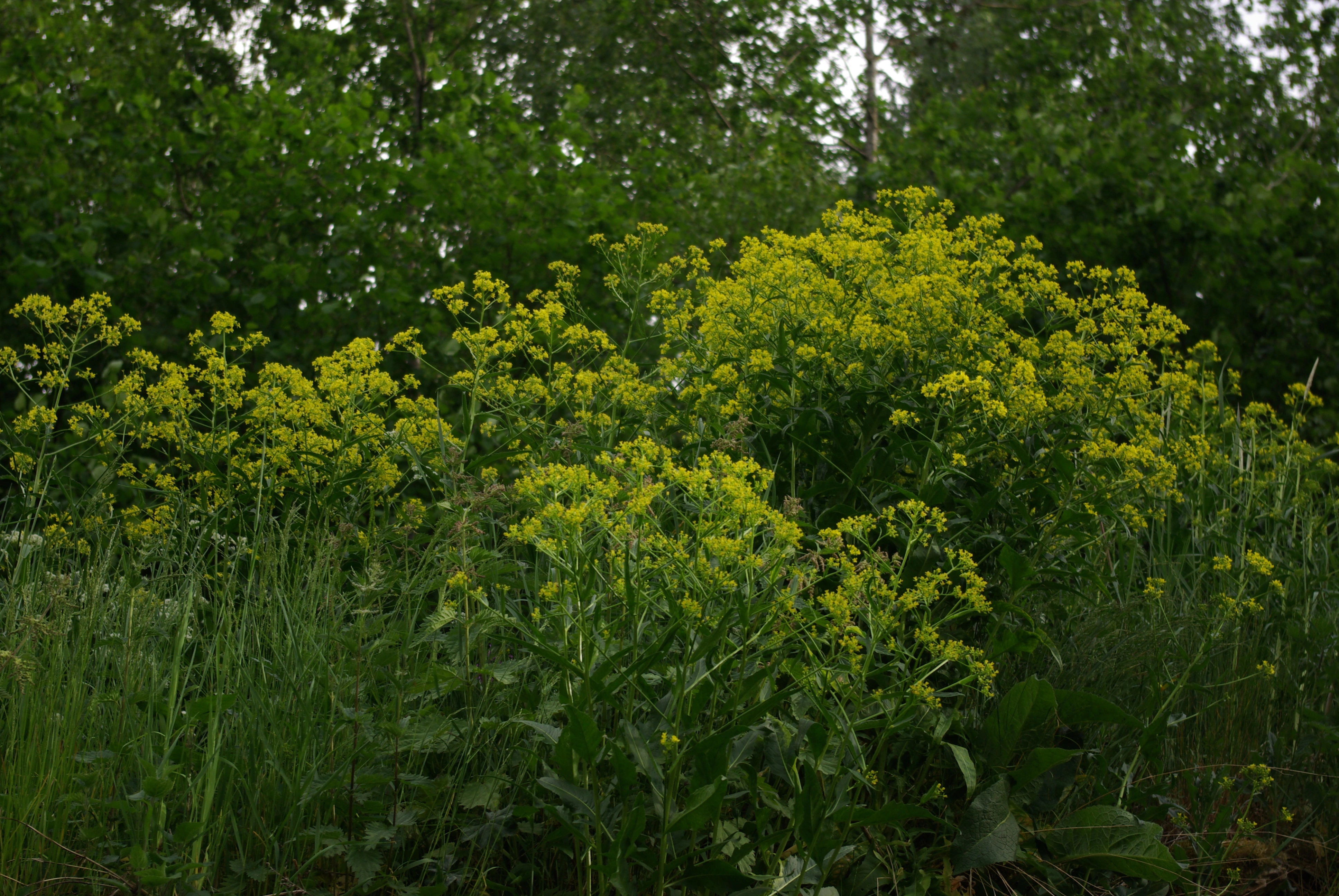 Russekål.