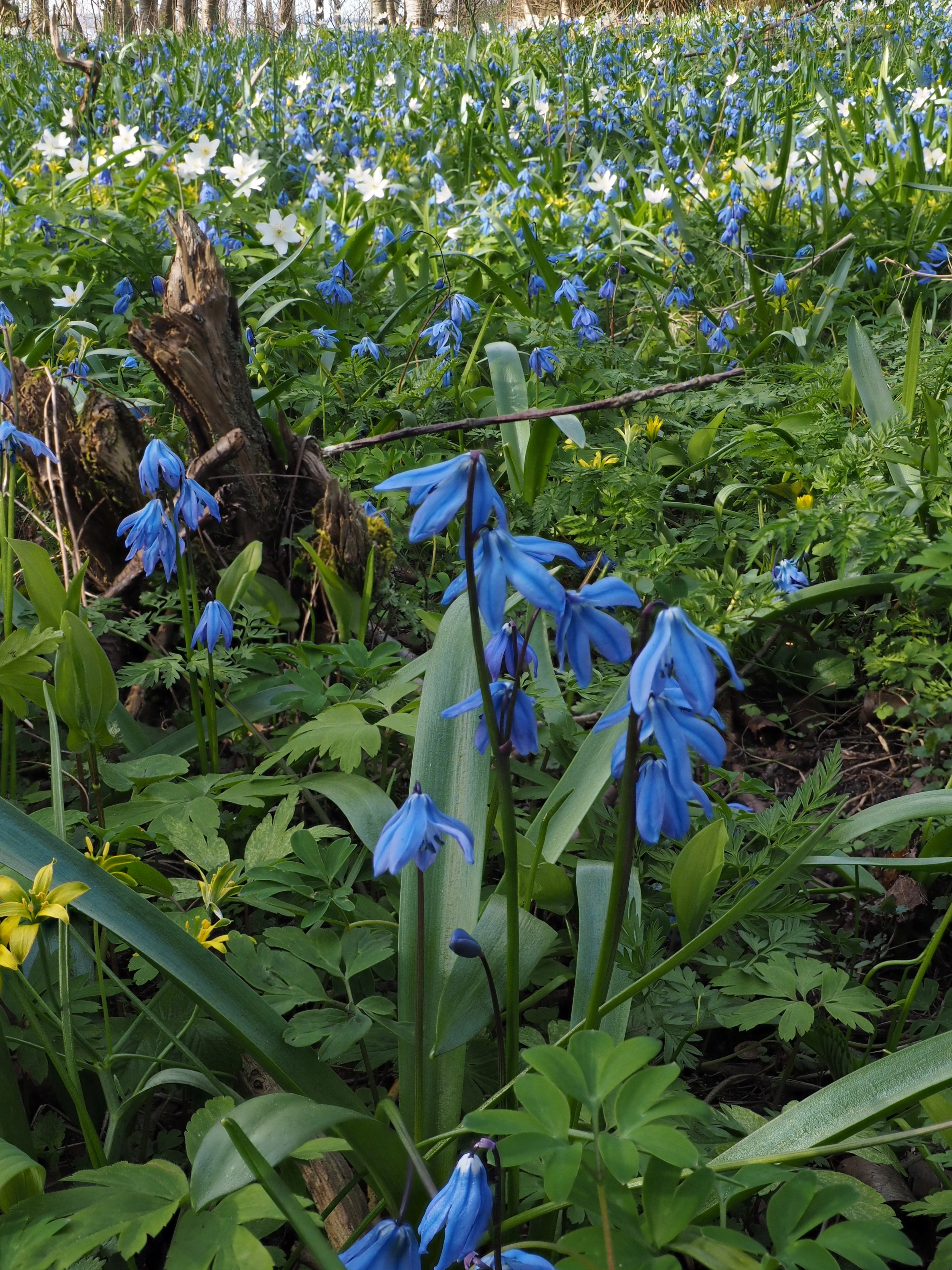 Russeblåstjerne.