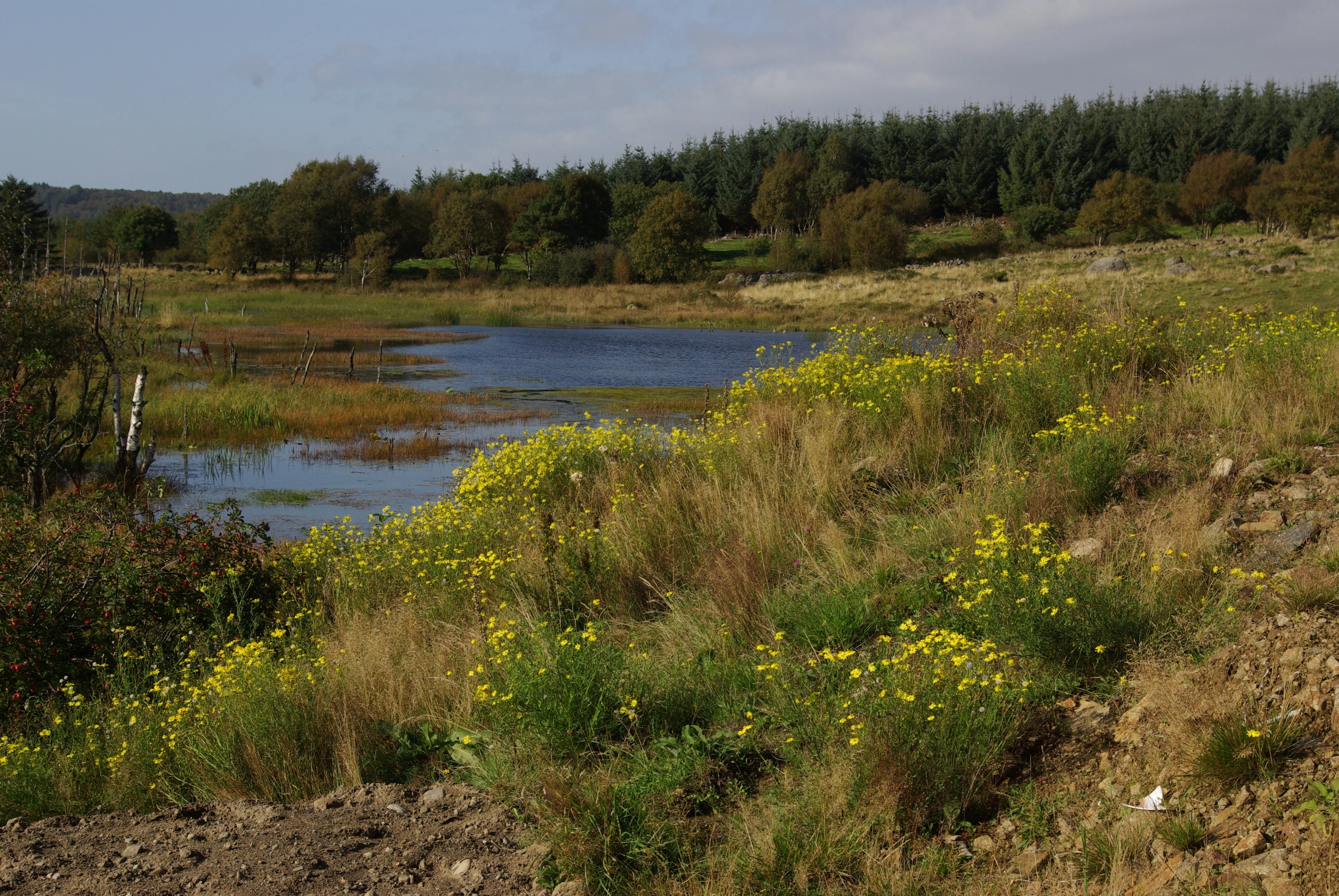 Boersvineblom.