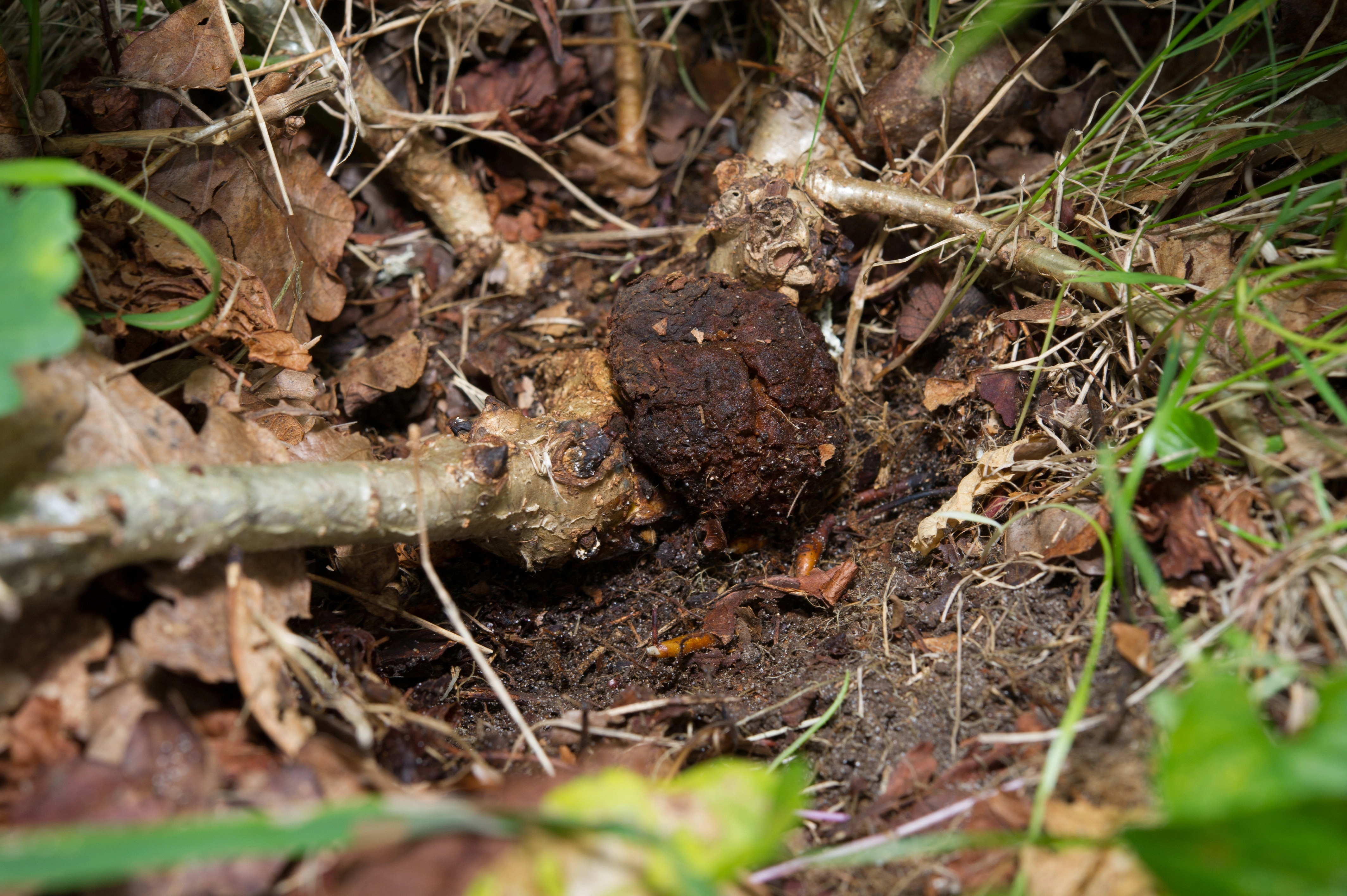 Gallvepser: Andricus quercusradicis.