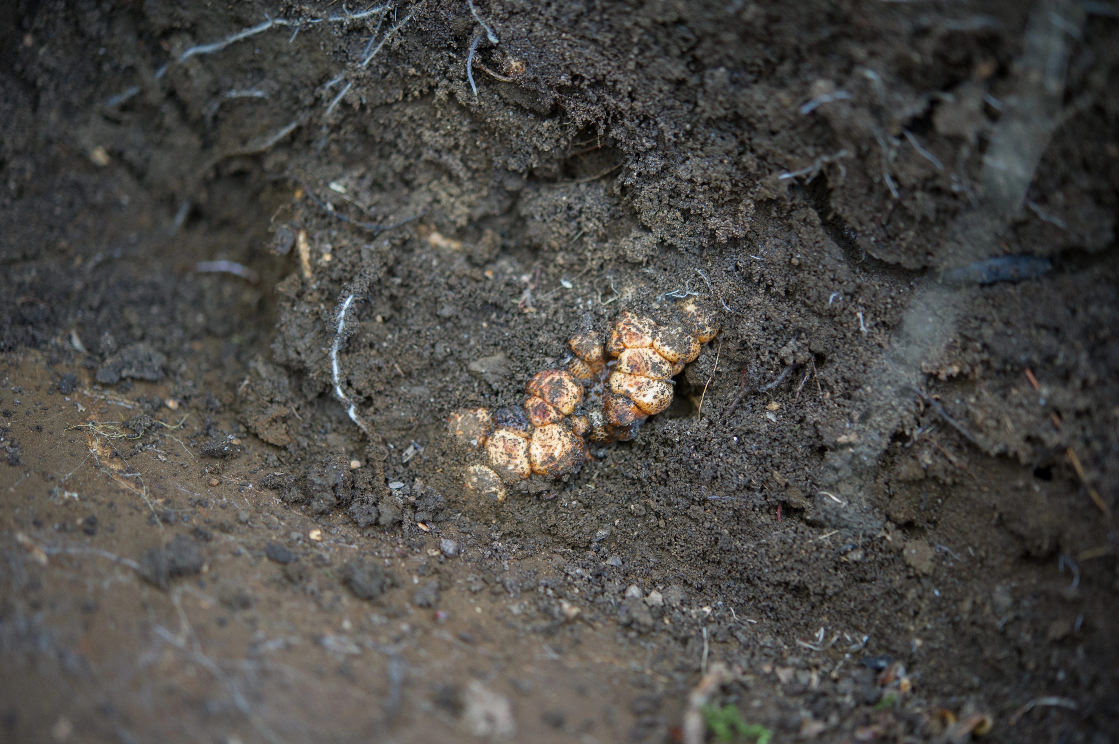 Vepser: Biorhiza pallida.