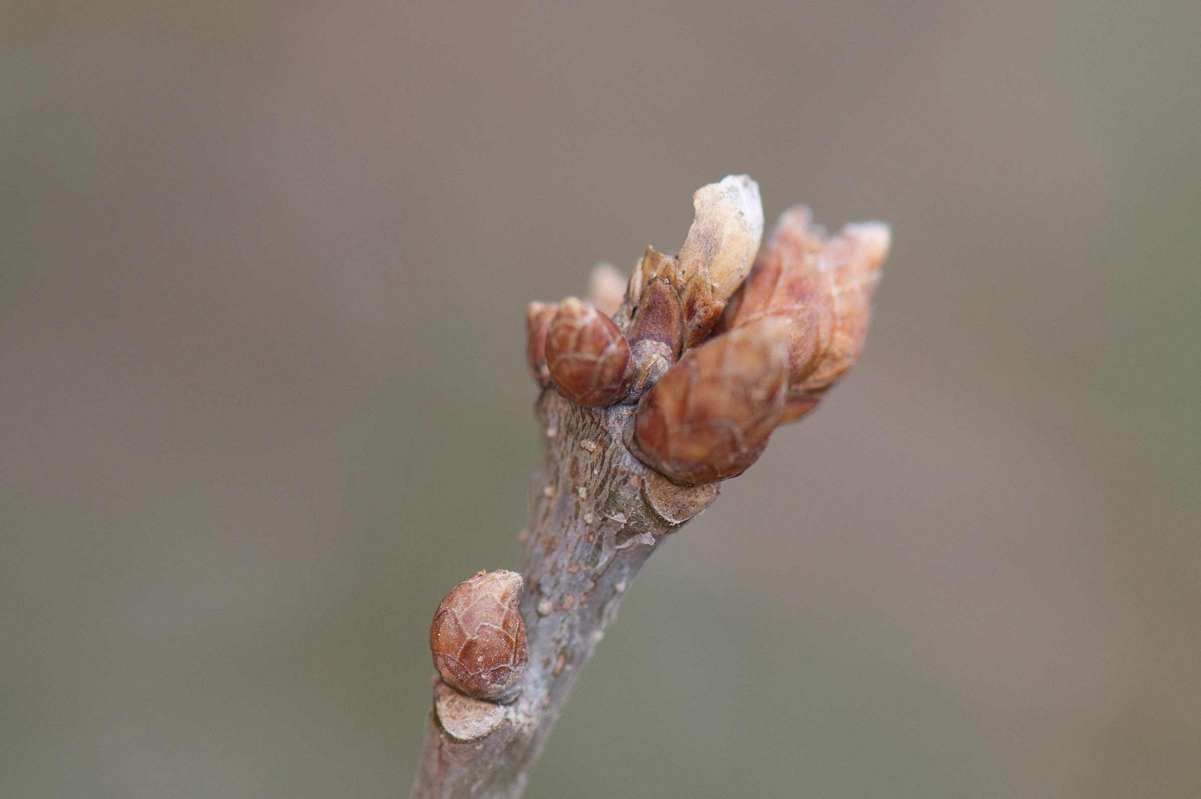 Gallvepser: Cynips quercusfolii.