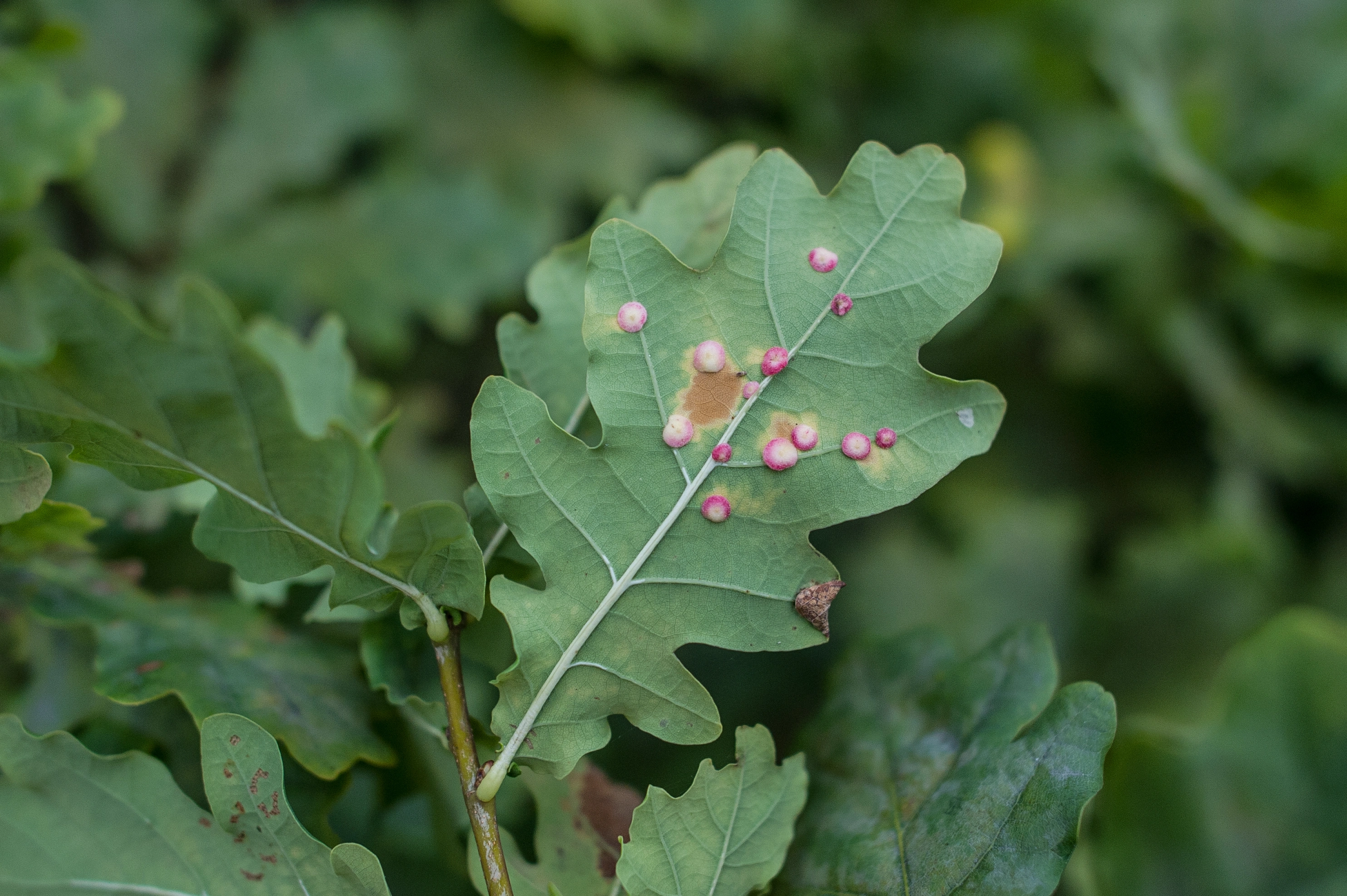 Gallvepser: Neuroterus albipes.