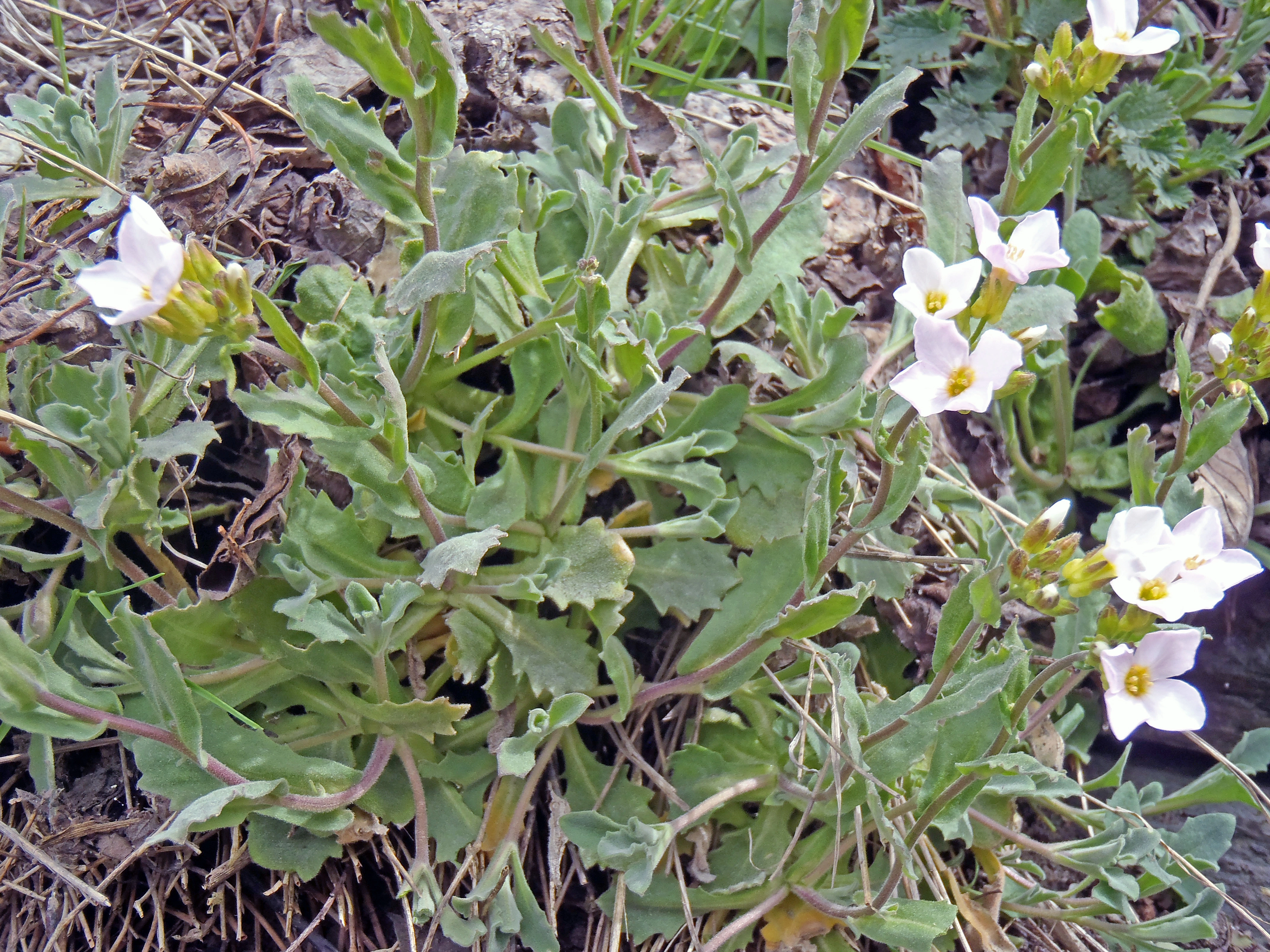 Hageskrinneblom.