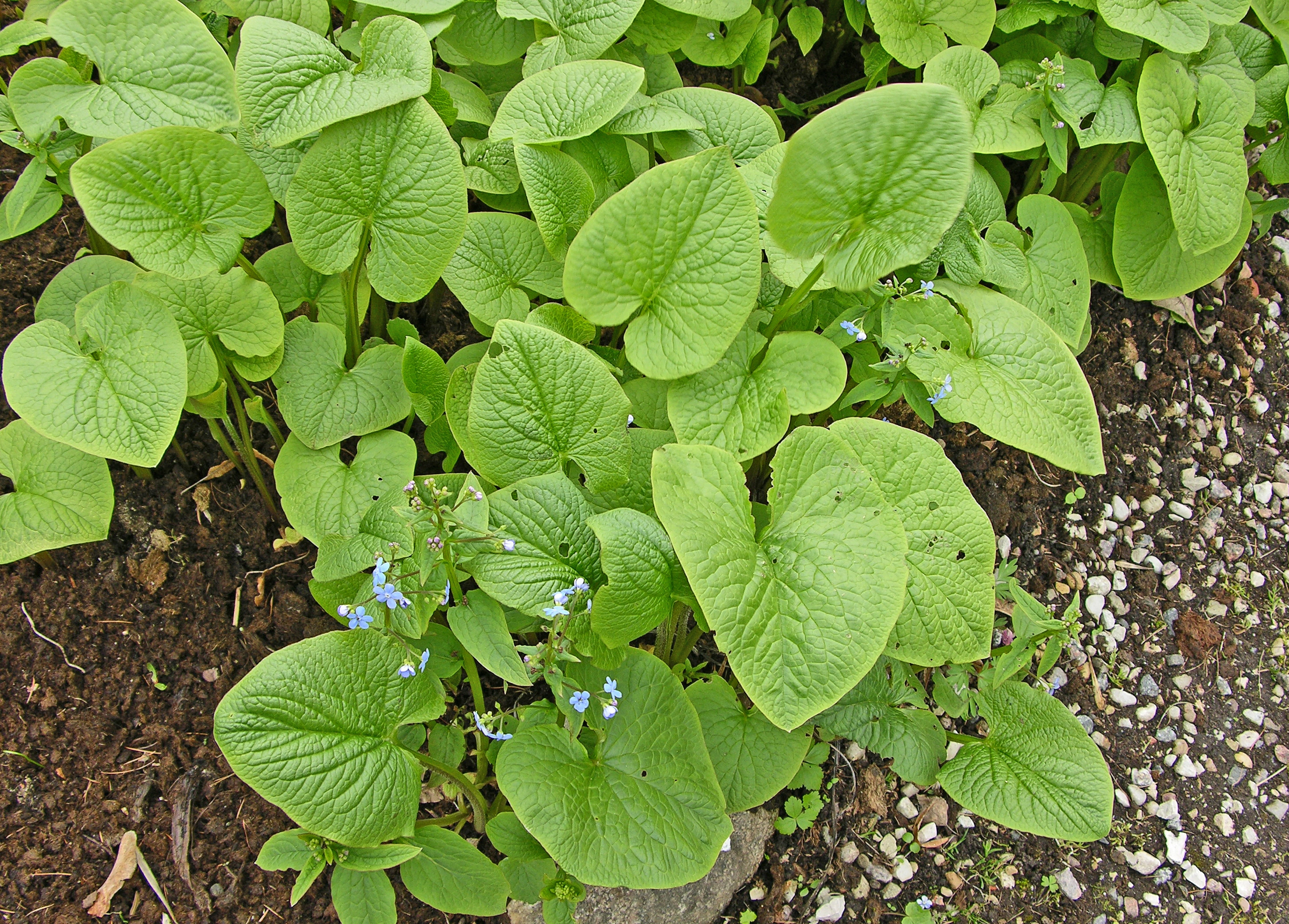 Kaukasusforglemmegei.