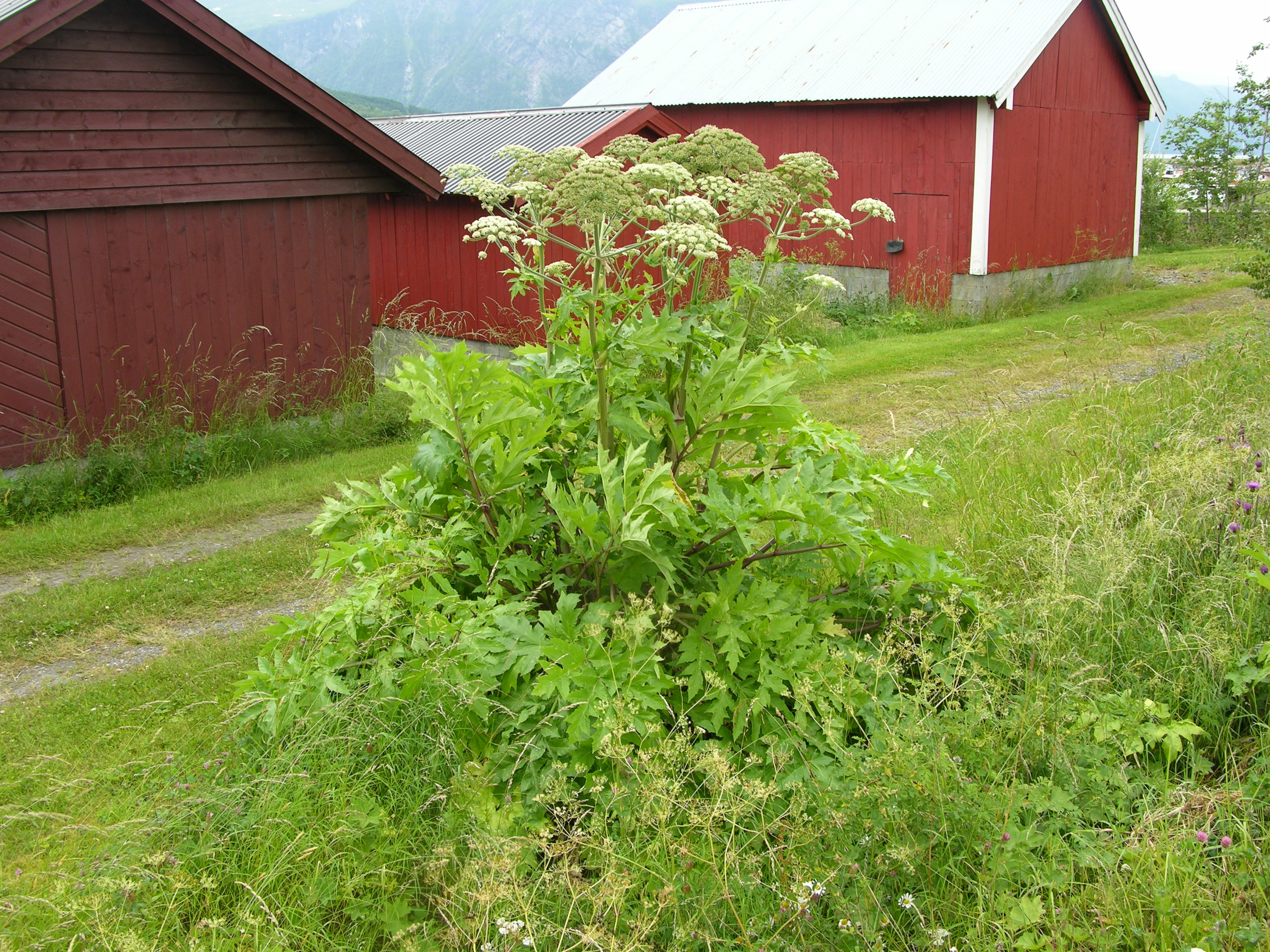 Tromsøpalme.