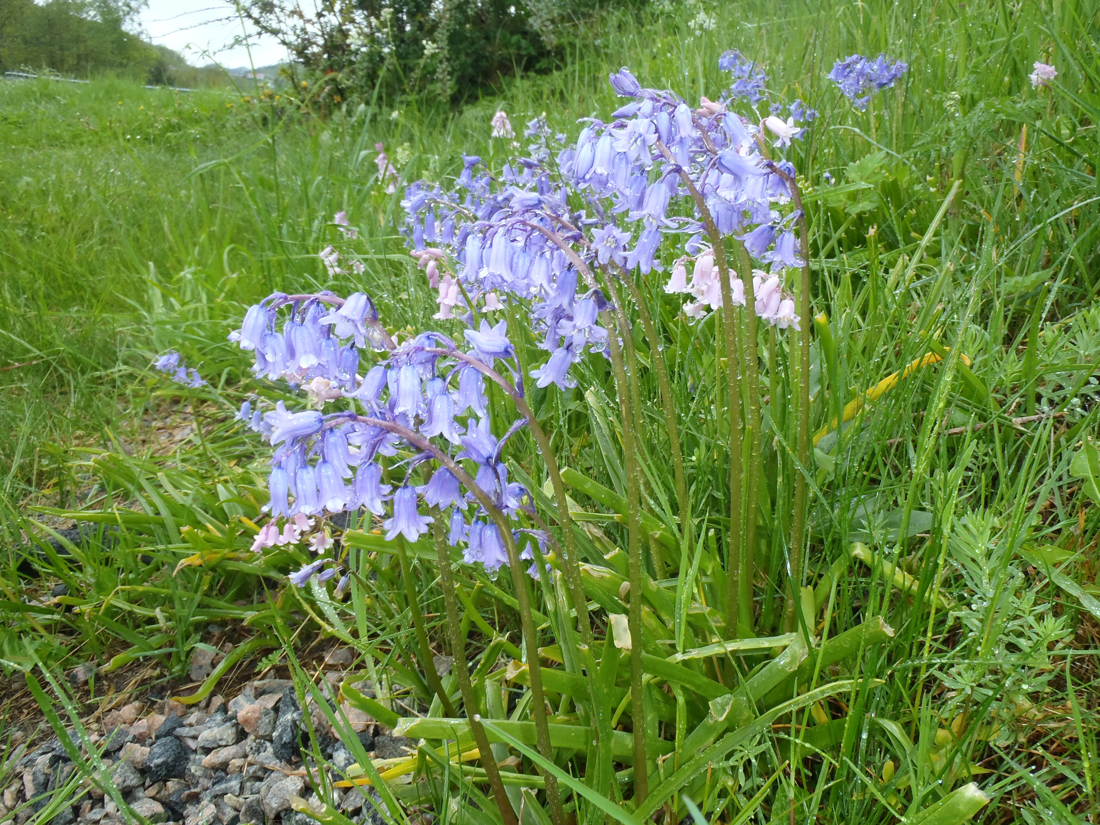 Klokkeblåstjerne.