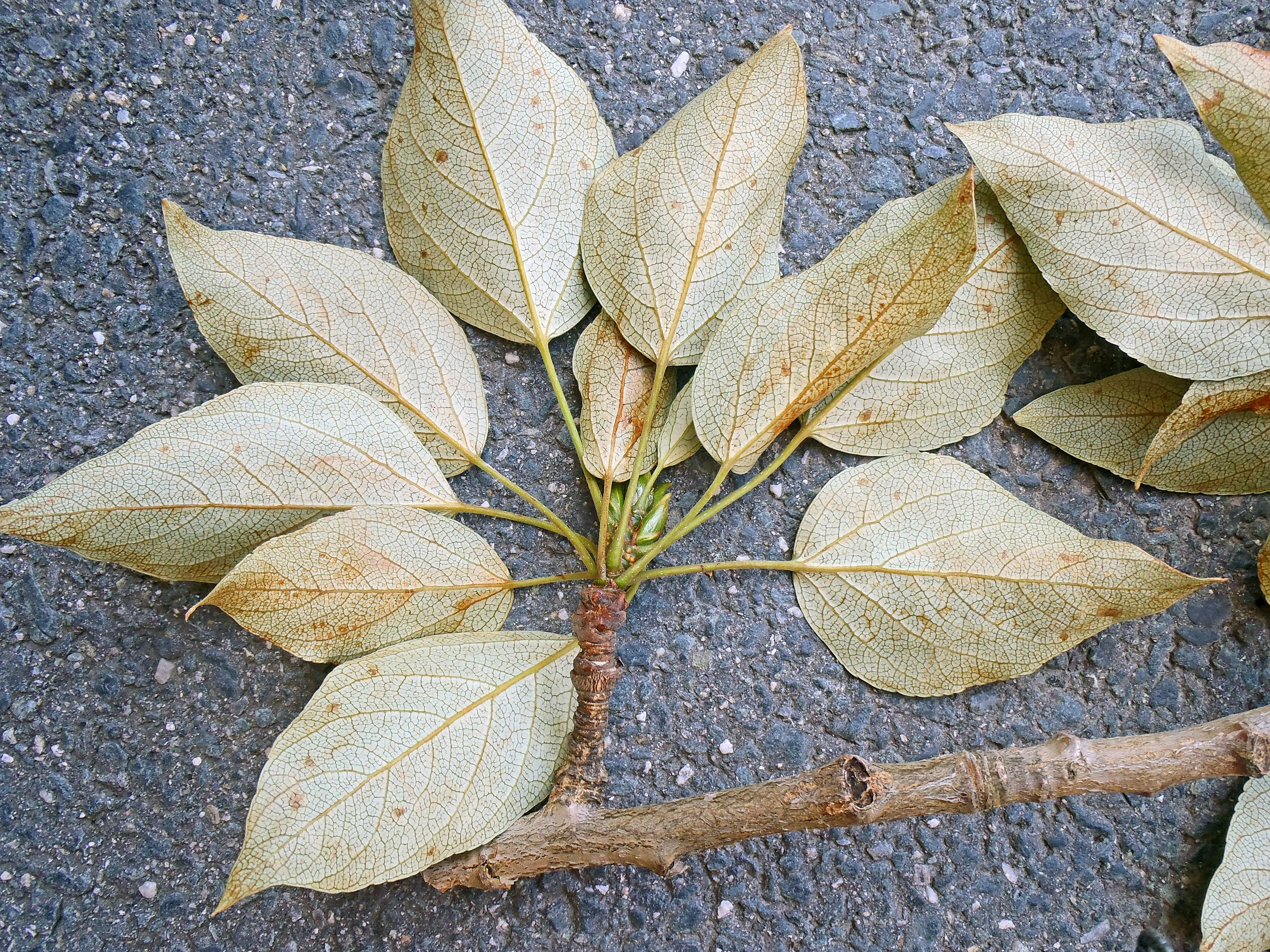 Parkbalsampoppel.