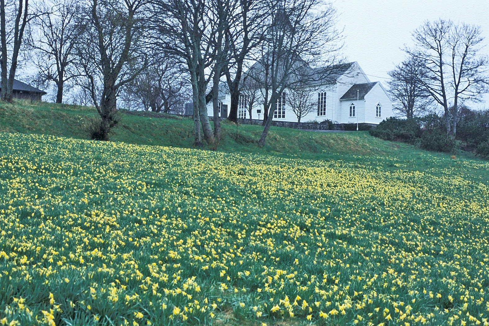 Påskelilje.