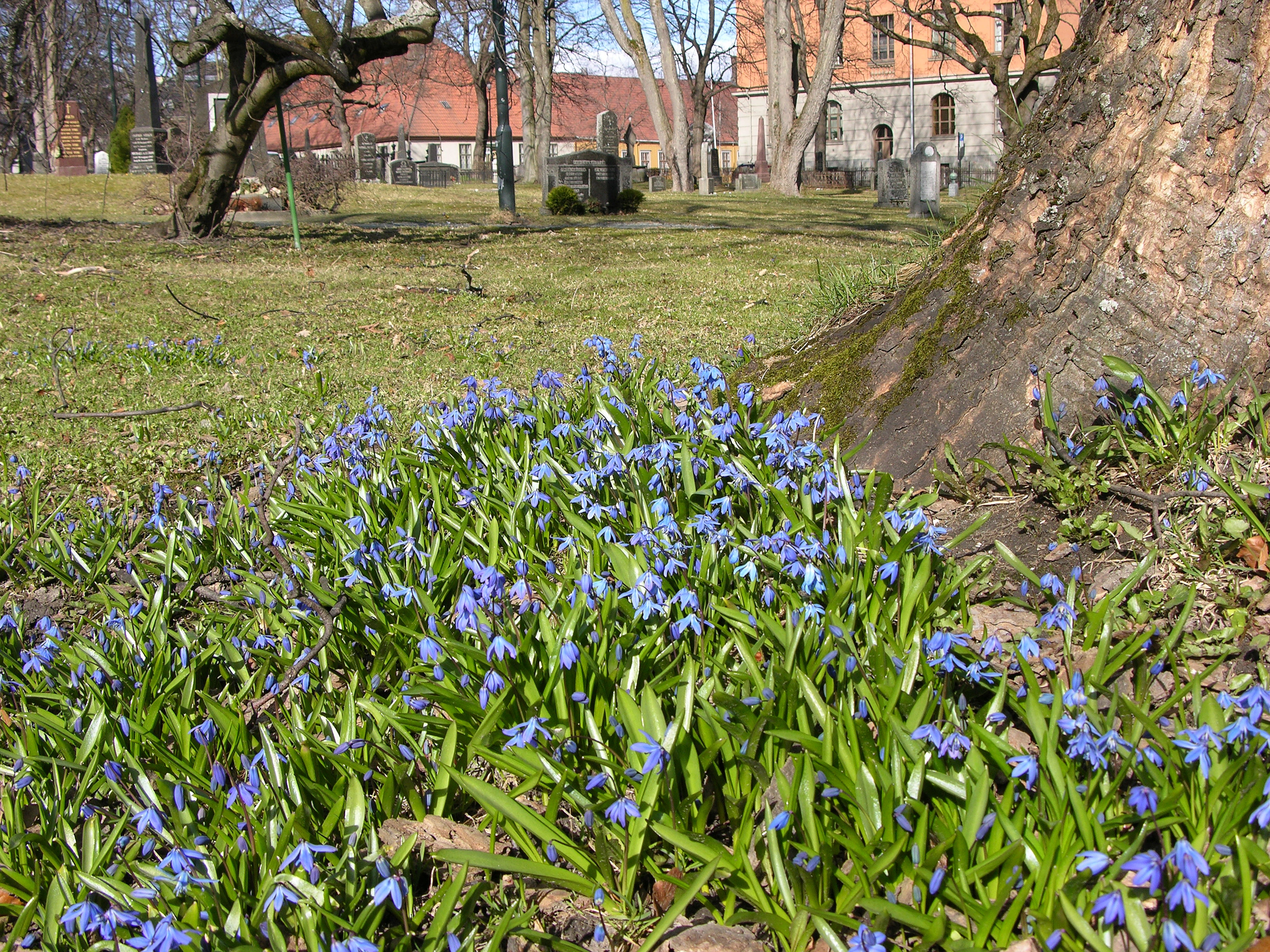 Russeblåstjerne.