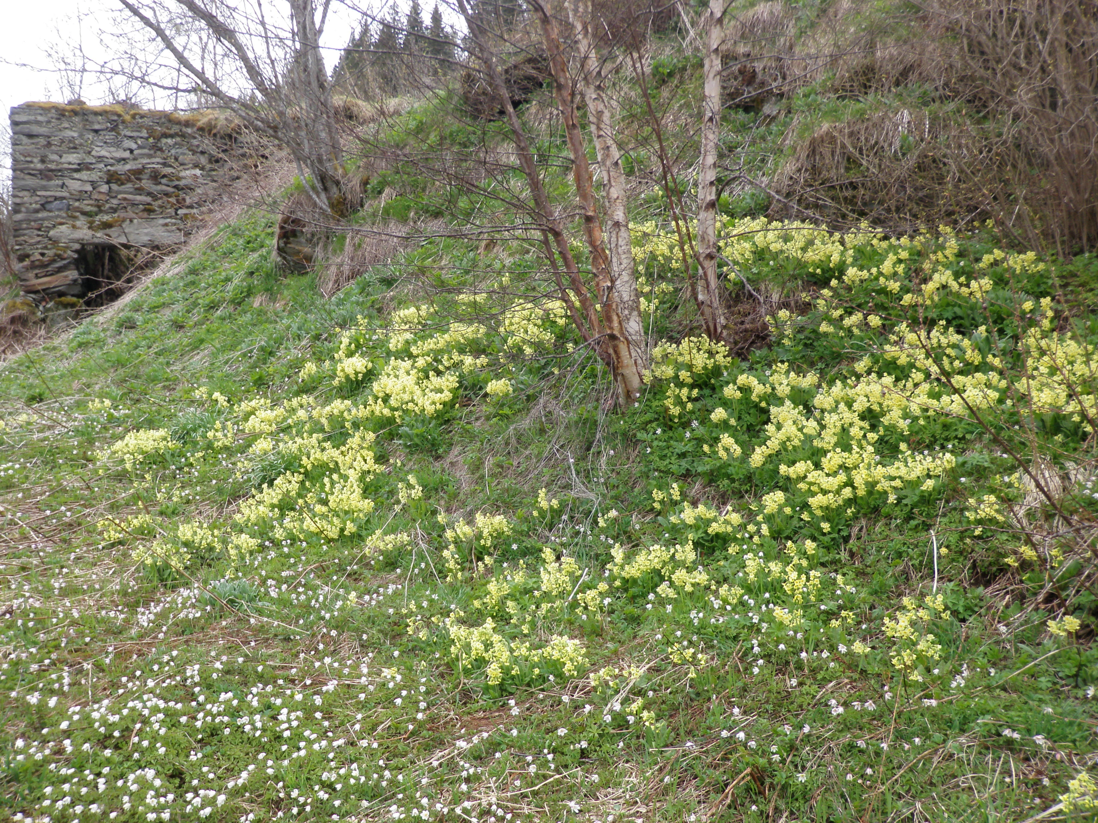 Lundnøkleblom.