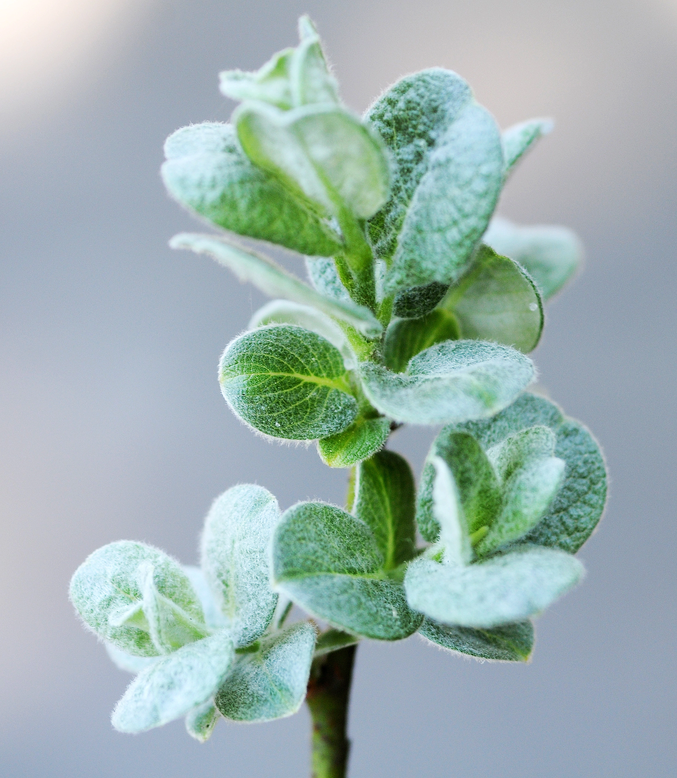 Tofrøbladete planter: Salix ×boydii.