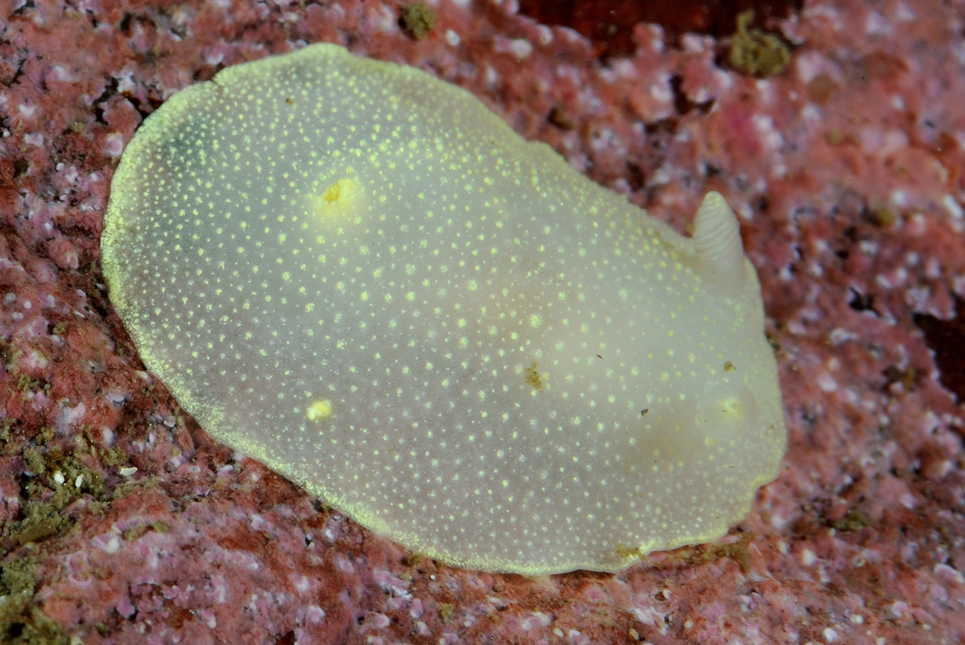 Bløtdyr: Cadlina laevis.