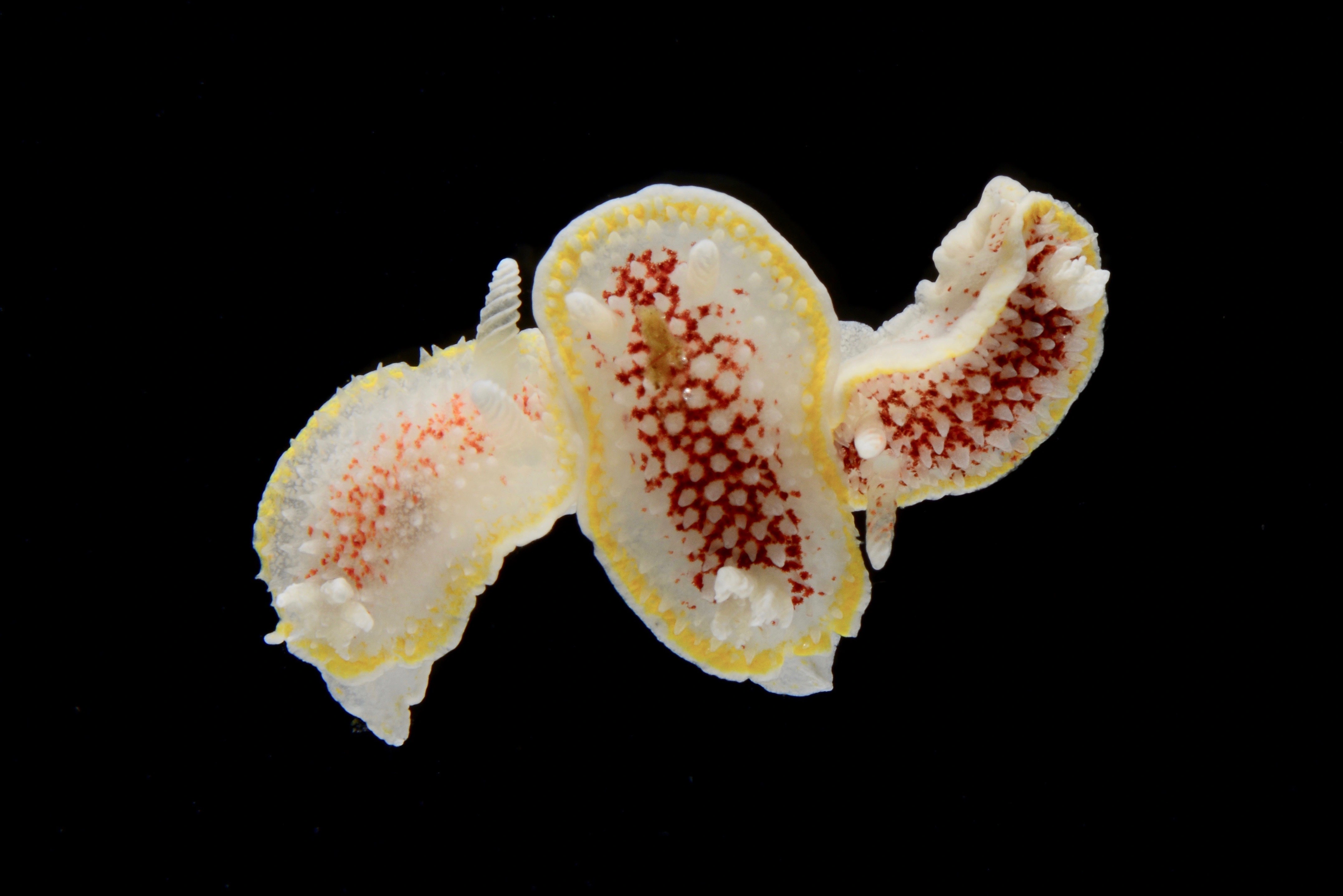 Bløtdyr: Diaphorodoris luteocincta.