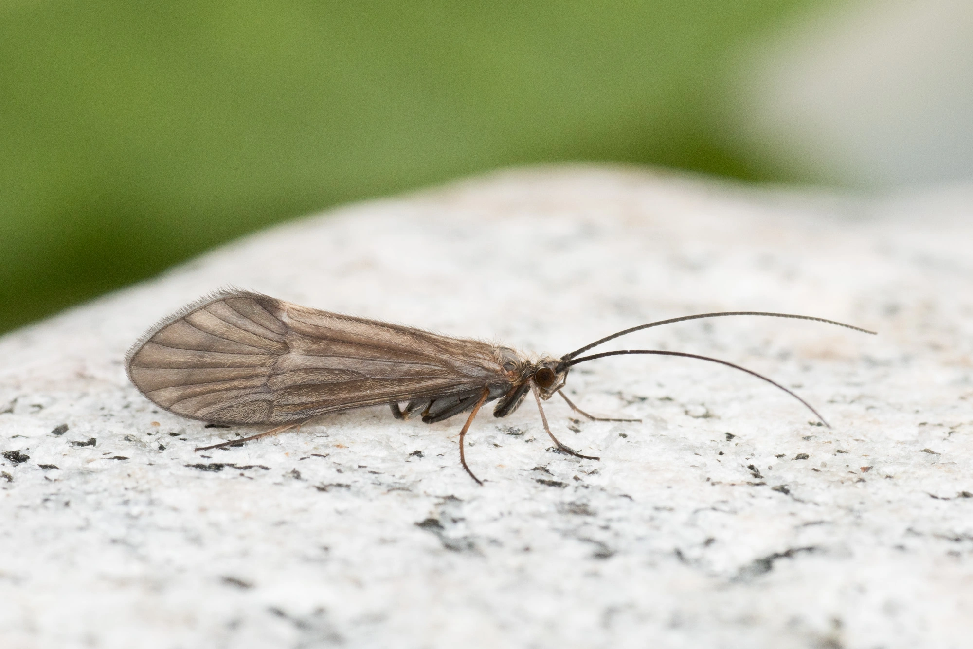 Vårfluer: Apatania stigmatella.