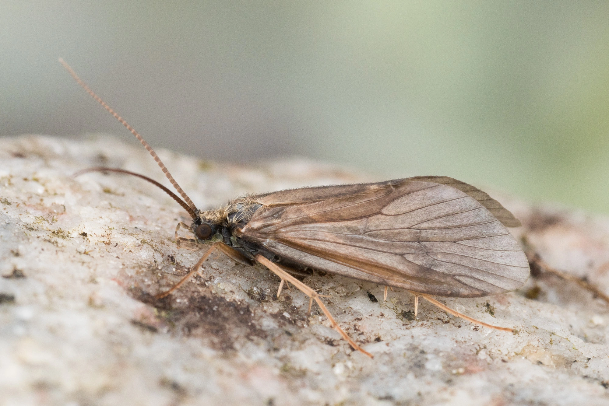 Vårfluer: Arctopsyche ladogensis.