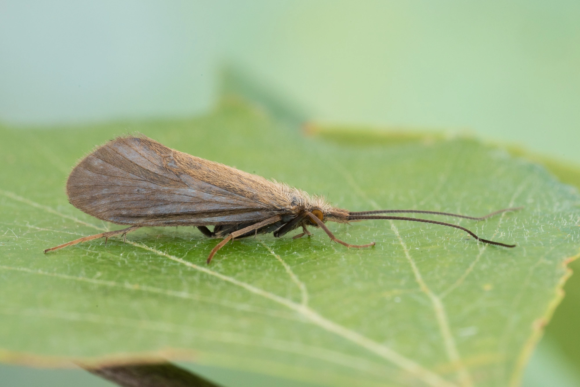 Vårfluer: Goera pilosa.