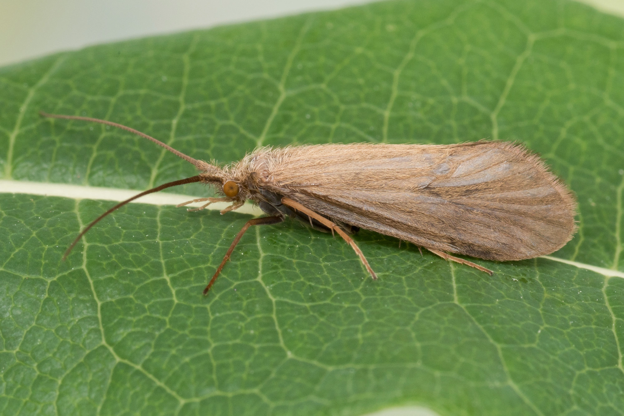 Vårfluer: Goera pilosa.