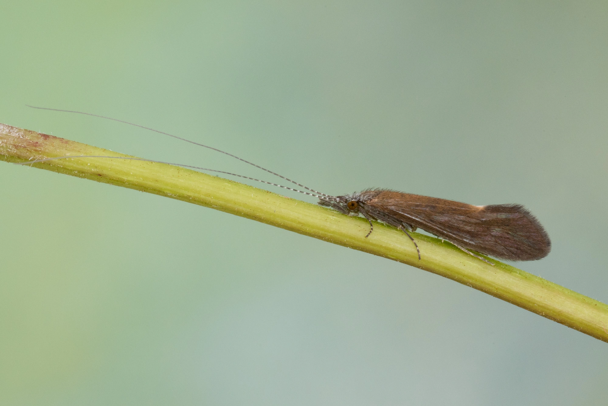 Vårfluer: Ceraclea dissimilis.