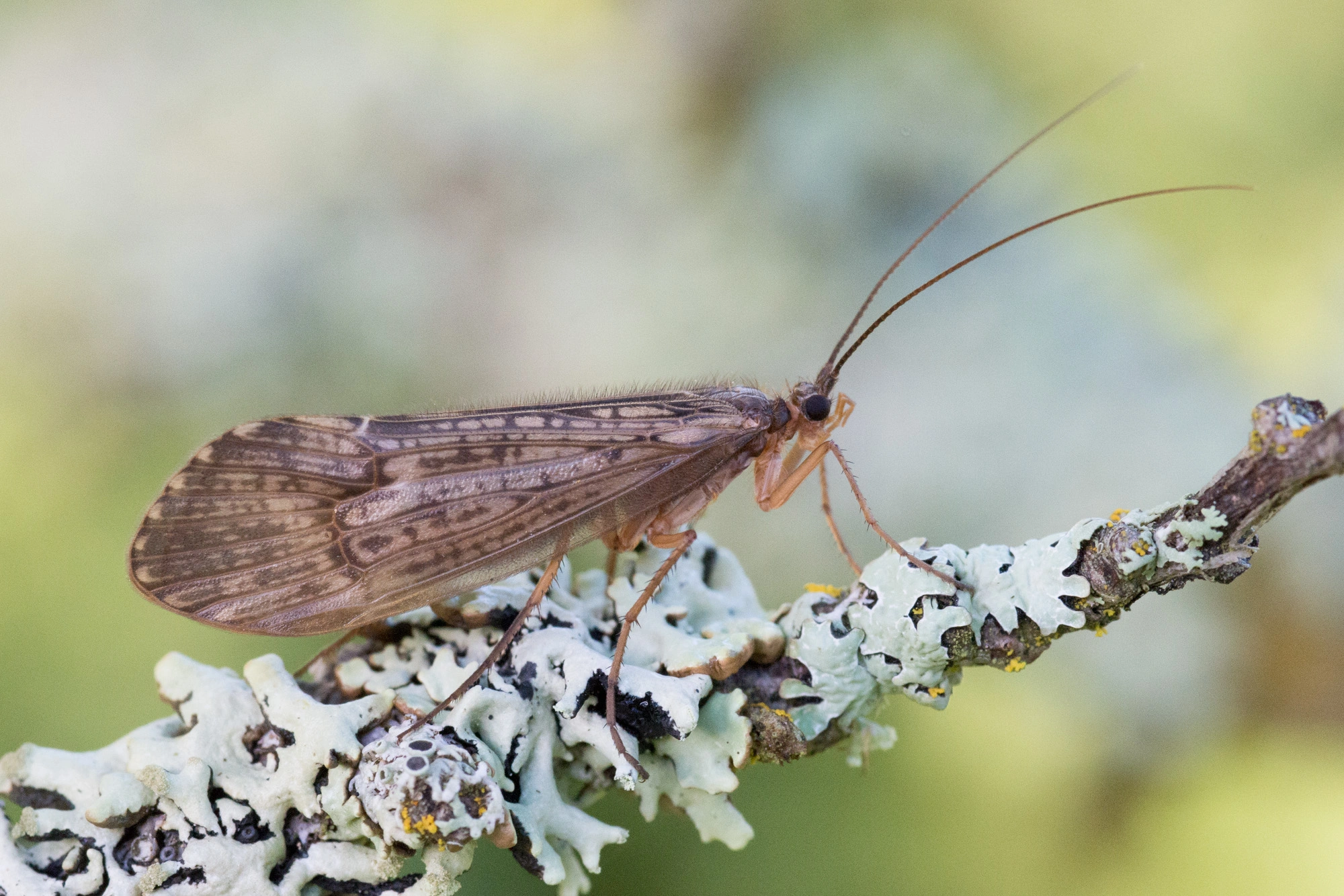 Vårfluer: Halesus tesselatus.